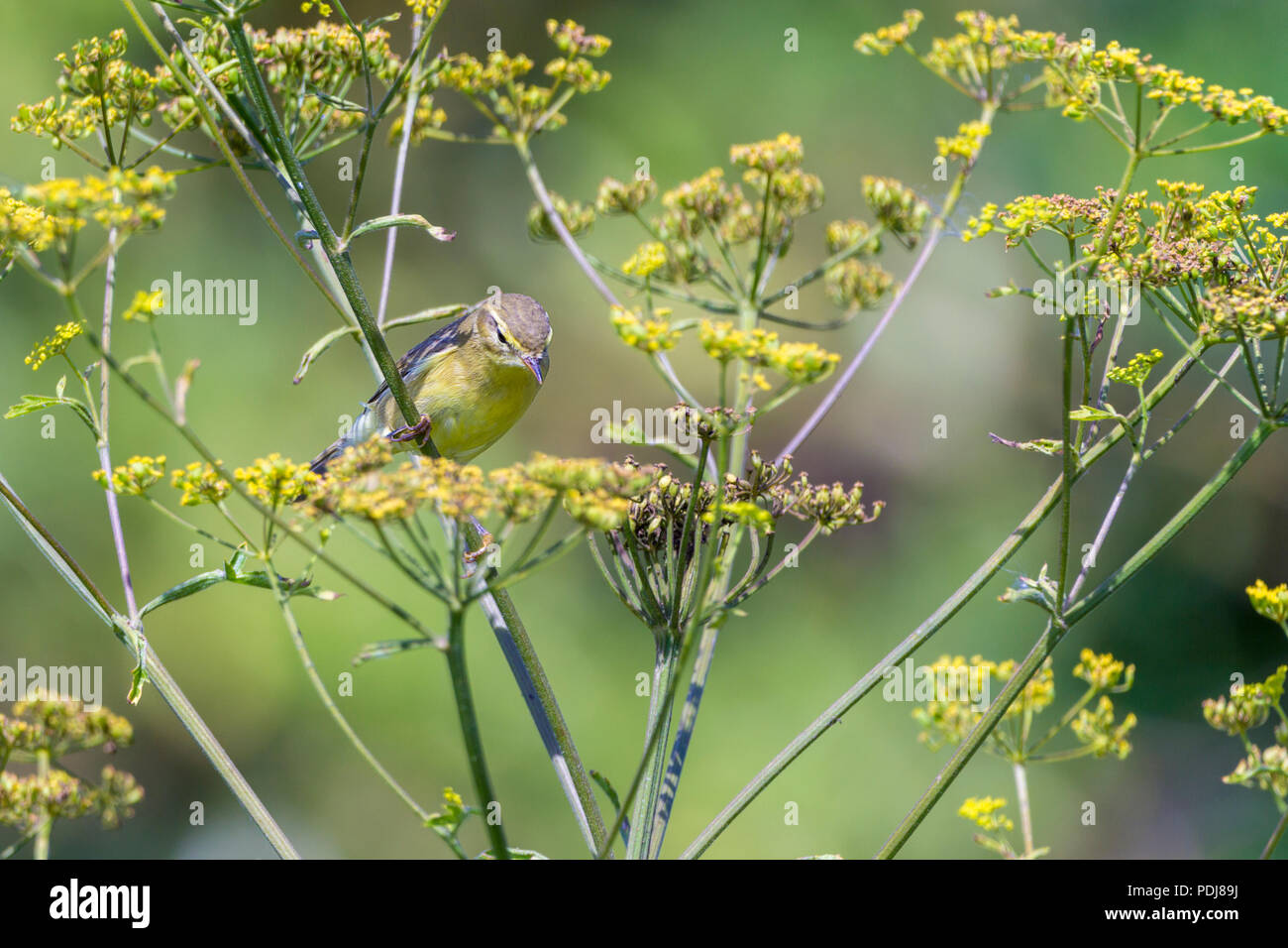 Willow warbler (Phylloscopus trochilus) blending into foliage with olive yellow upperparts pale yellowish white underparts and a pale stripe over eyes Stock Photo