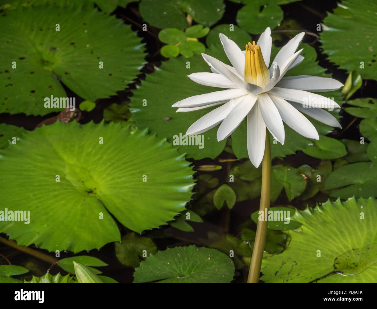 White Water Lily in a pond with a frog and lily pads in Nadi, Fiji Stock Photo