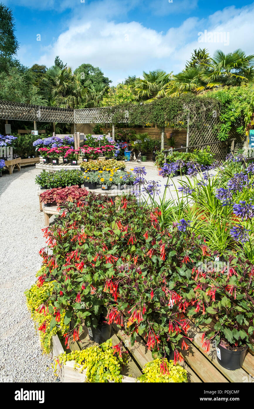 Colourful plants hi-res stock photography and images - Alamy
