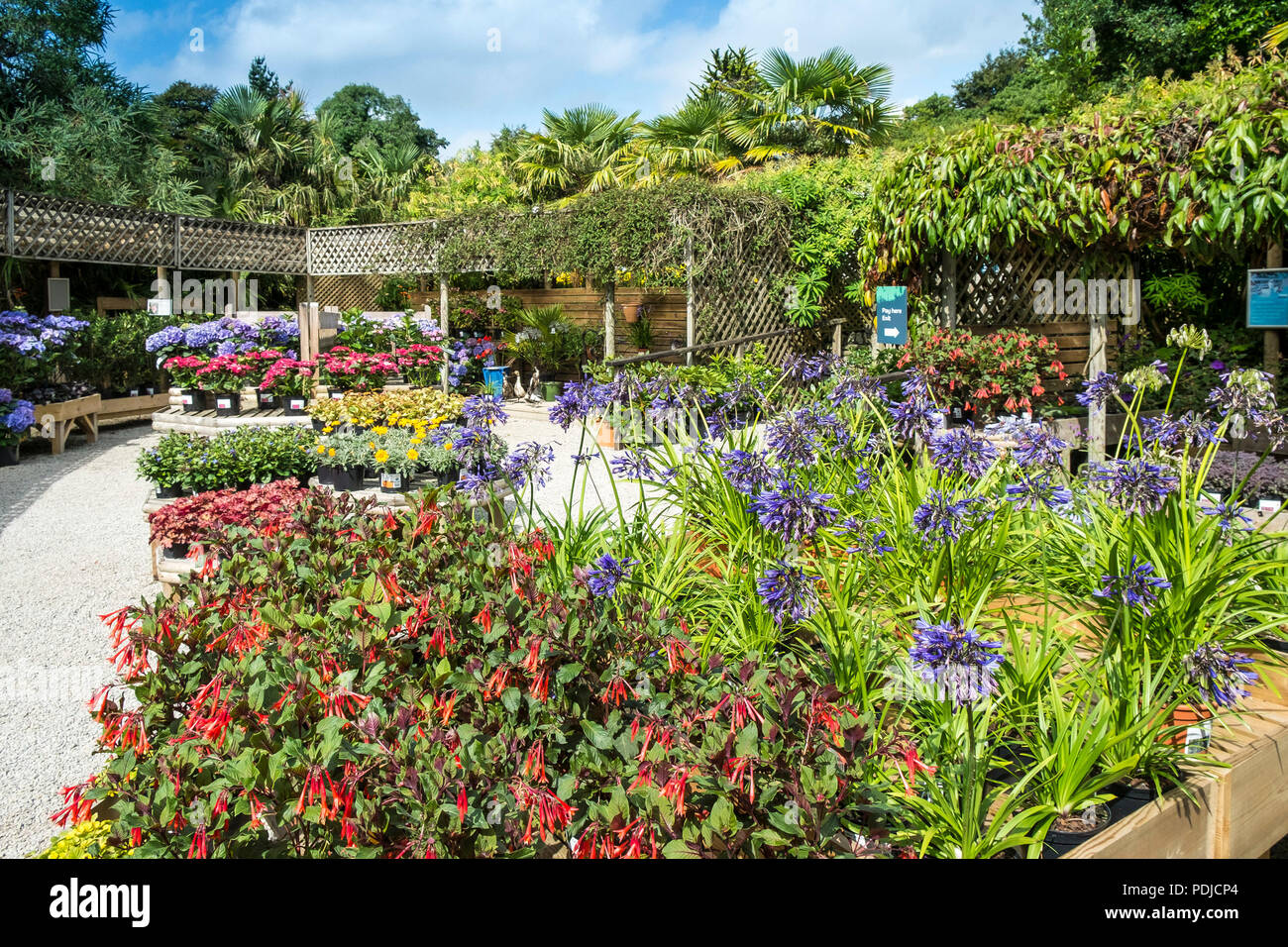 Colourful plants hi-res stock photography and images - Alamy