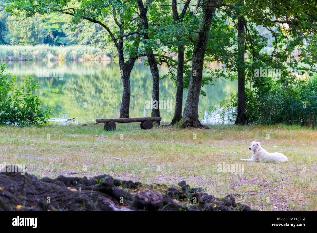 Golden retriever dog lying grass with a lake background setting, Switzerland  nature concept, happy times, relaxed concept, relaxing, easy living views  Stock Photo - Alamy