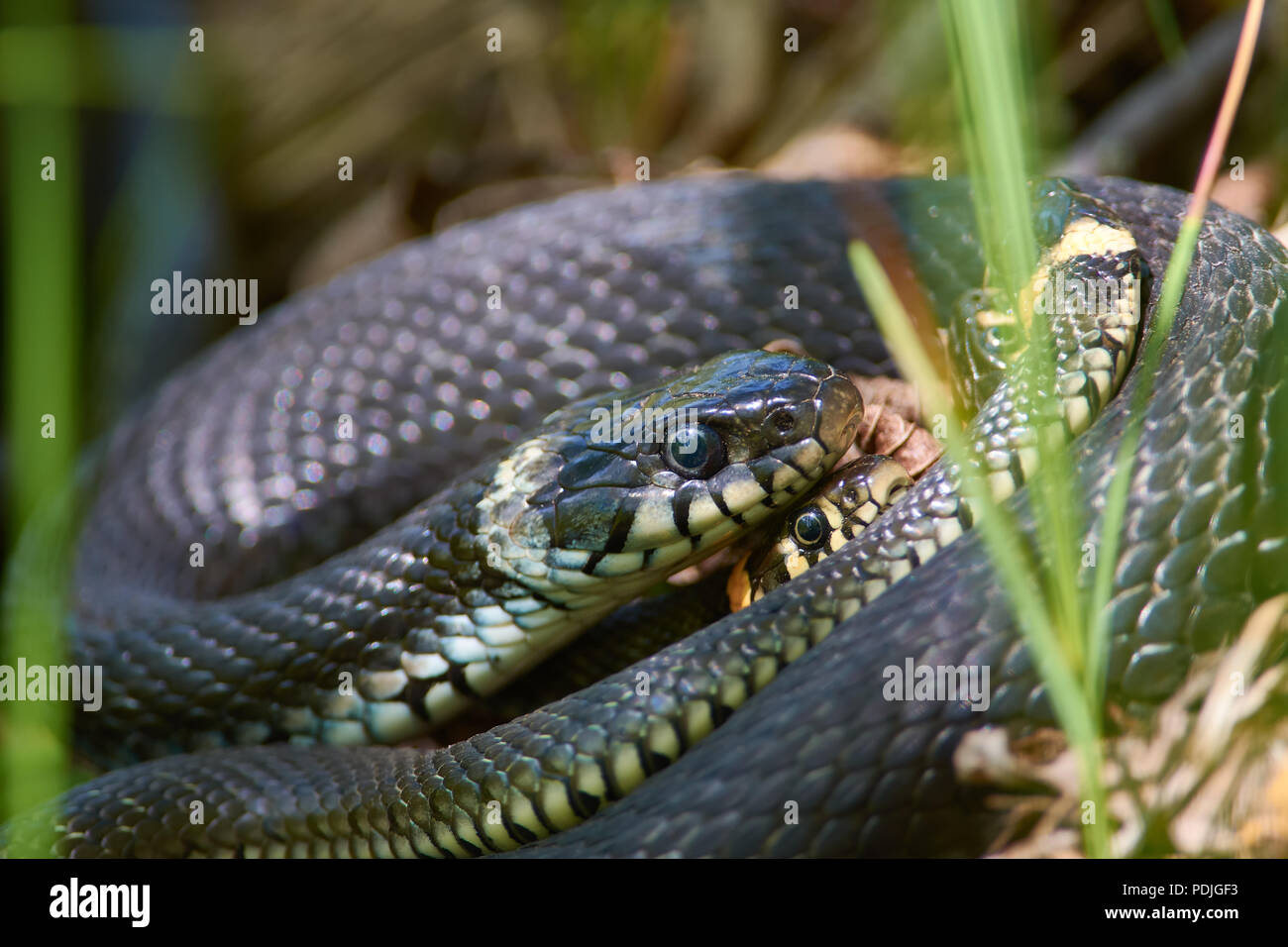 Snakes mating hi-res stock photography and images - Alamy