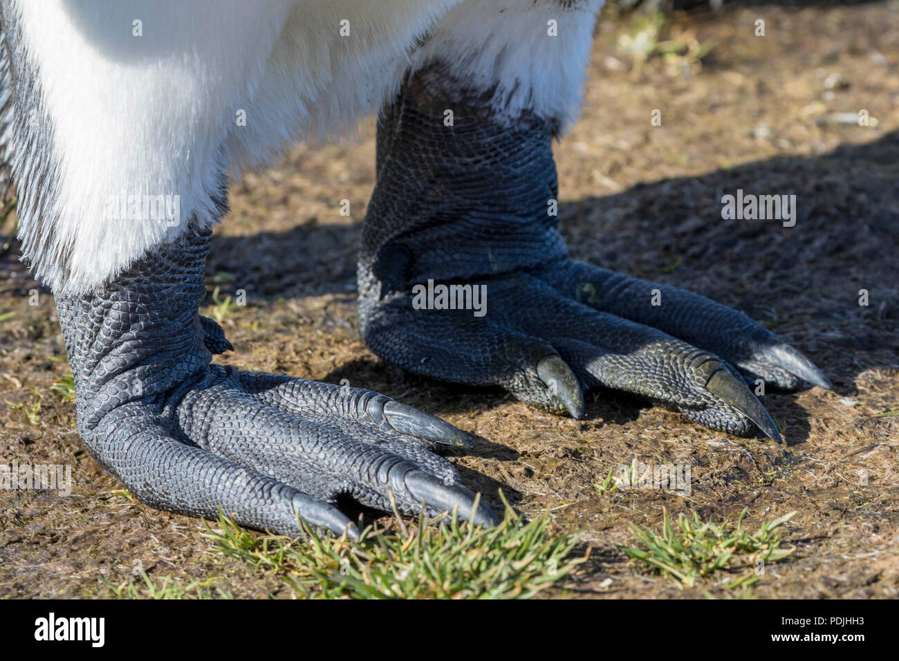 Closeup of webbed feet of a king penguin Stock Photo