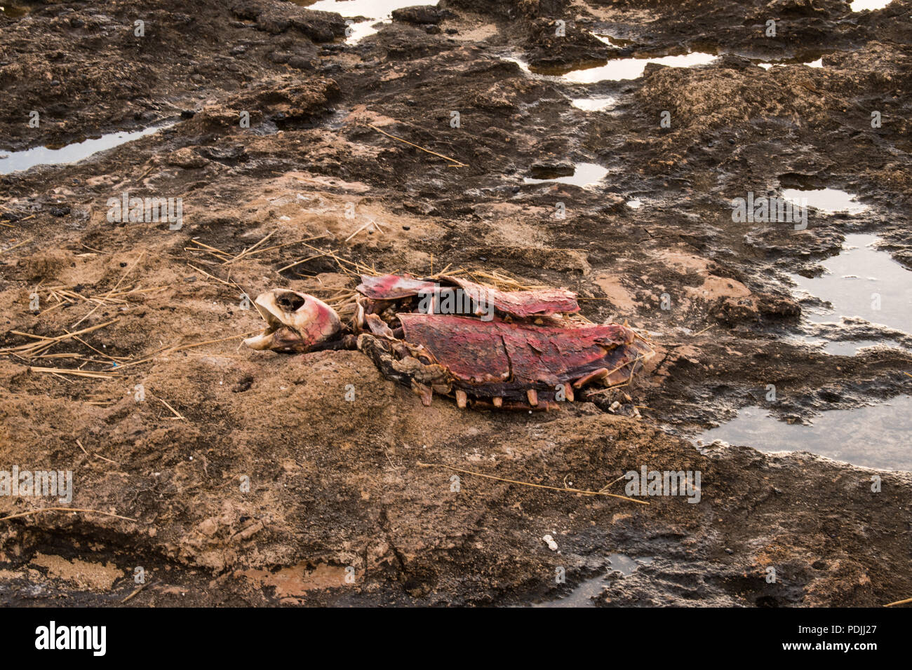 Remains of turtle on beach, Paphos, Cyprus Stock Photo