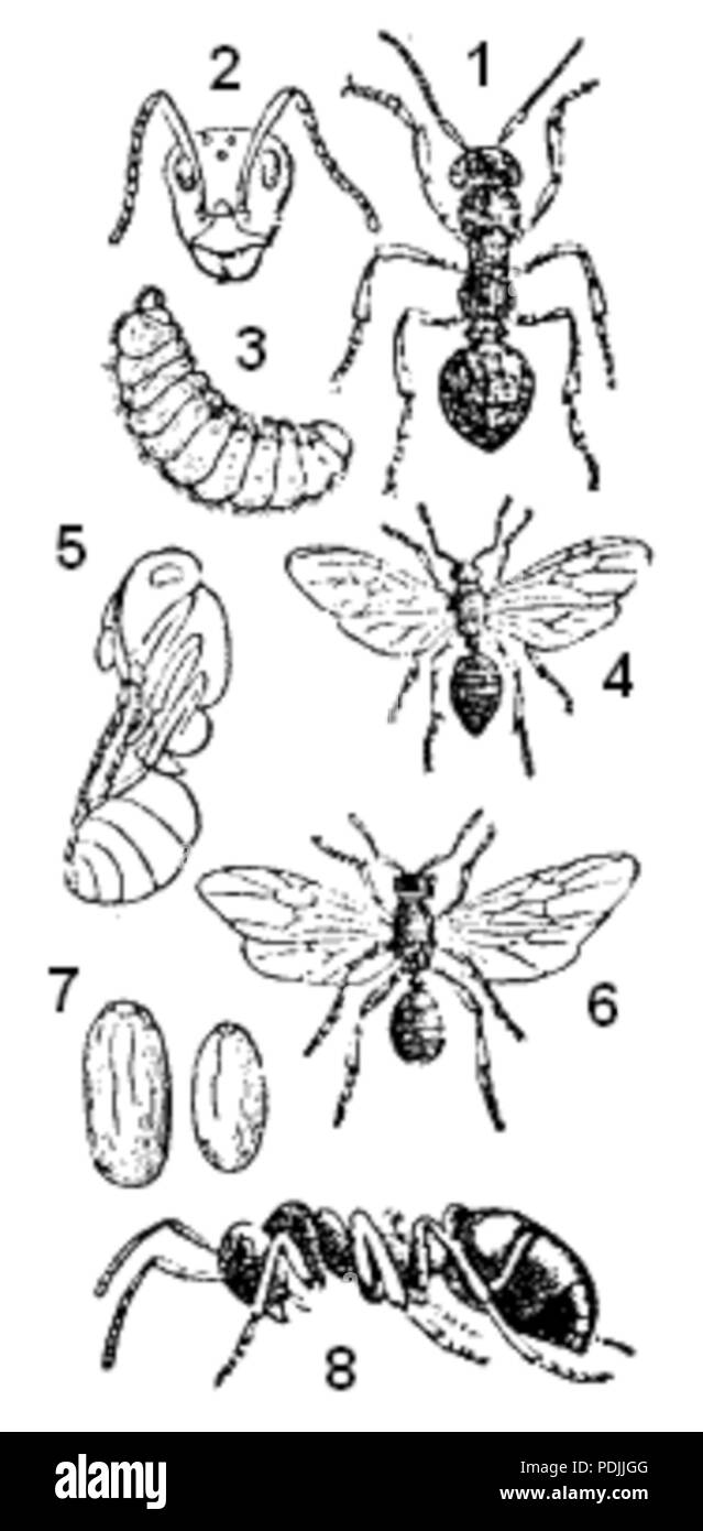 363 Utvecklingsstadier röda skogsmyran ugglan Stock Photo