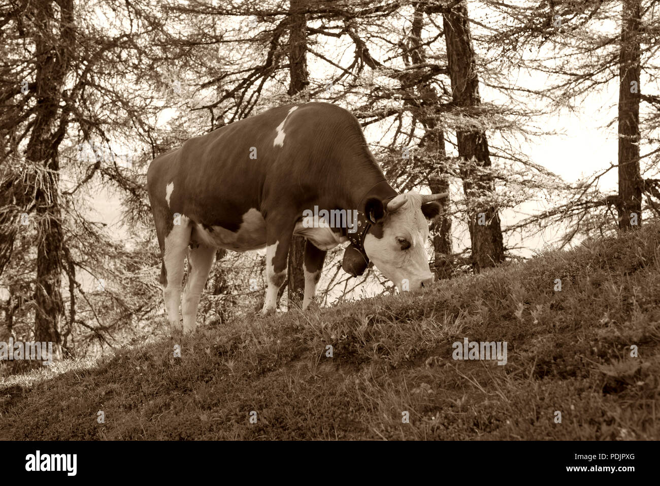 Switzerland cows grazing on a ski mountain. Stock Photo