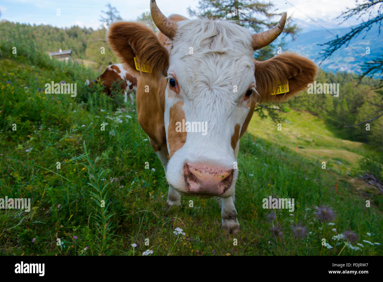Swiss milk cow grazing on the Switzerland mountains. Stock Photo