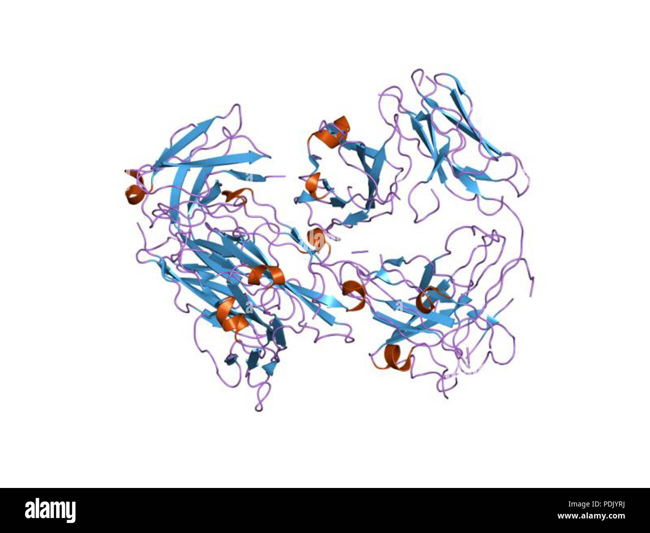 37 PDB 1fn4 EBI Stock Photo