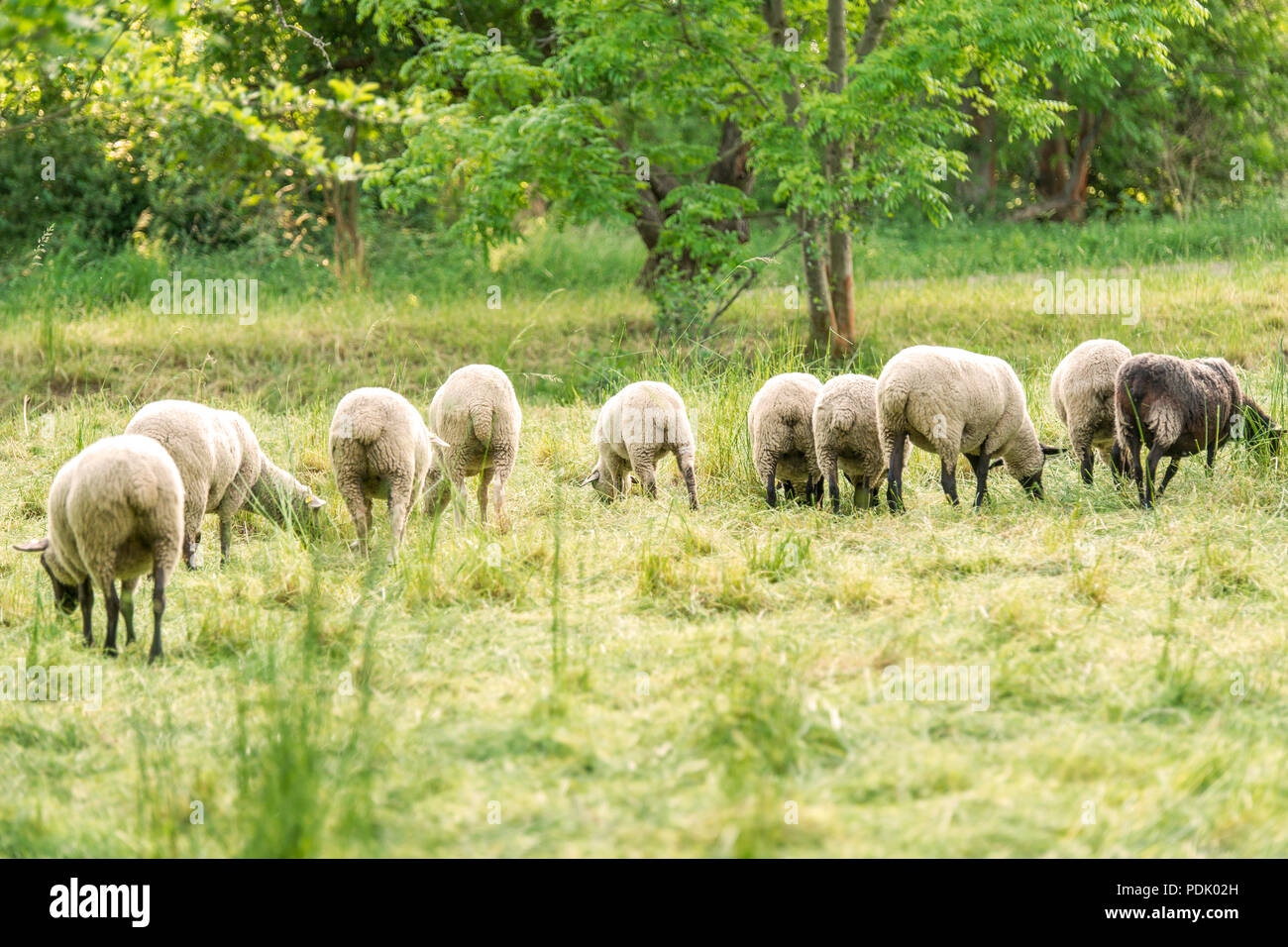 Schafe grasen auf der weide hi-res stock photography and images - Alamy