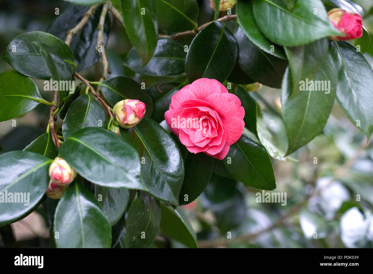 Camellia japonica 'Rubescens Major' flowers. Stock Photo