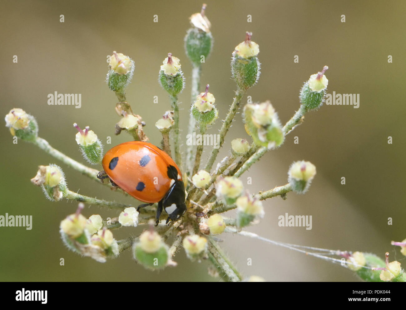 A seven spot ladybird (Coccinella septempunctata) searches for aphids on the seed head of a hogweed (Heracleum sphondylium). Bedgebury Forest, Hawkhur Stock Photo