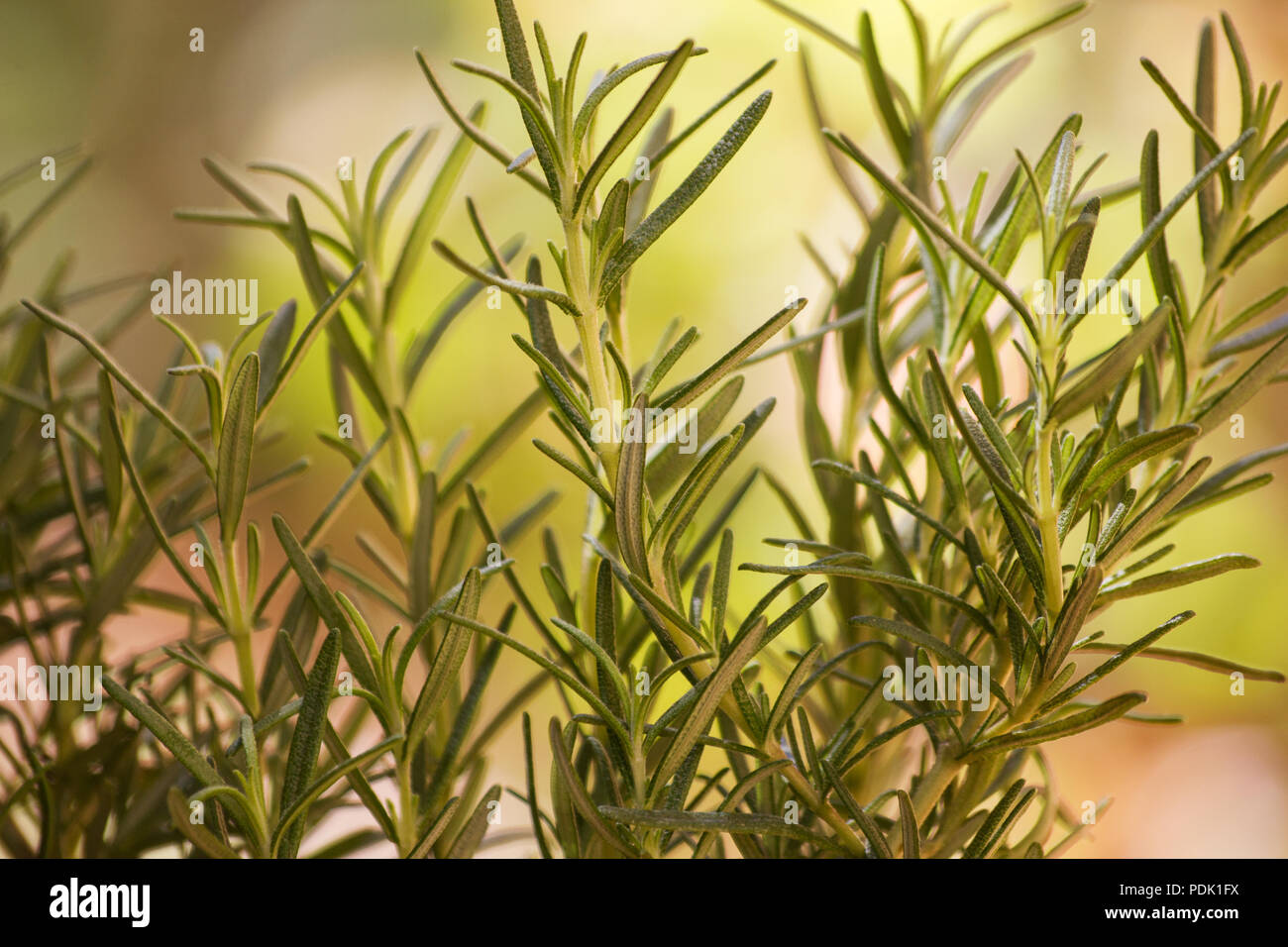 Rosemary plant on a colorful background Stock Photo - Alamy