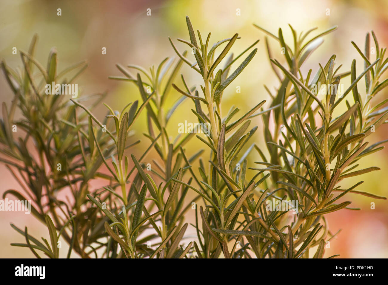 Rosemary plant on a colorful background Stock Photo Alamy