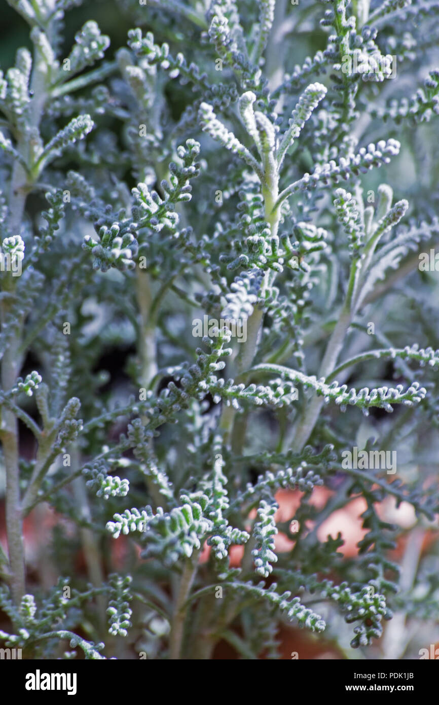 Santolina chamaecyparissus (Lavender Cotton) on natural background Stock Photo