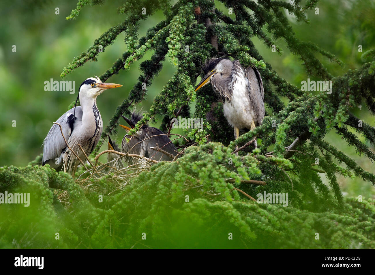 Grey Heron - adult and youngs on the nest - Ardea cinerea Héron cendré - adulte et jeunes au nid Stock Photo