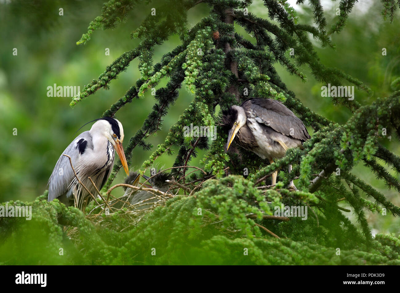 Grey Heron - adult and youngs on the nest - Ardea cinerea Héron cendré - adulte et jeunes au nid Stock Photo