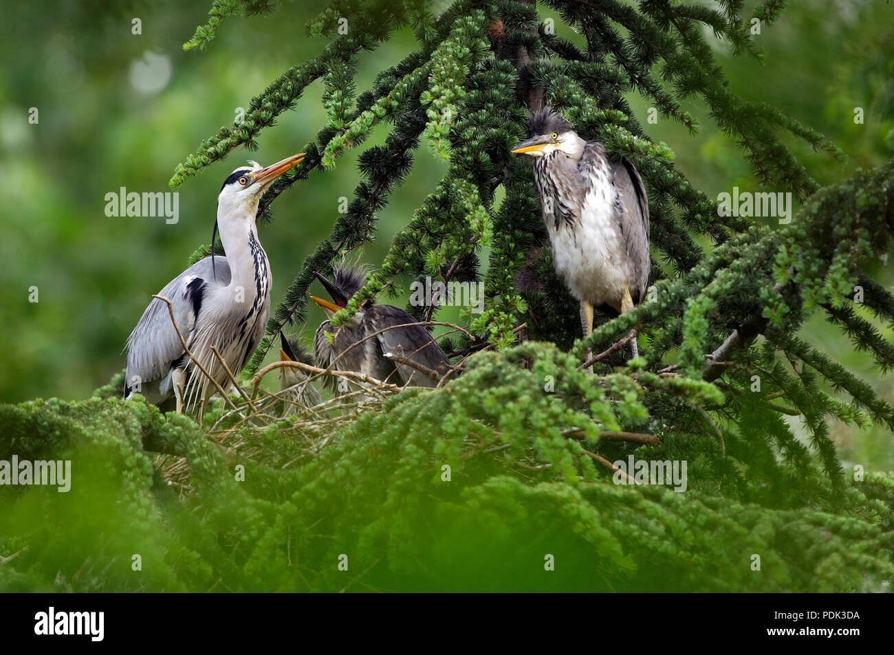 Grey Heron - adult and youngs on the nest - Ardea cinerea Héron cendré - adulte et jeunes au nid Stock Photo