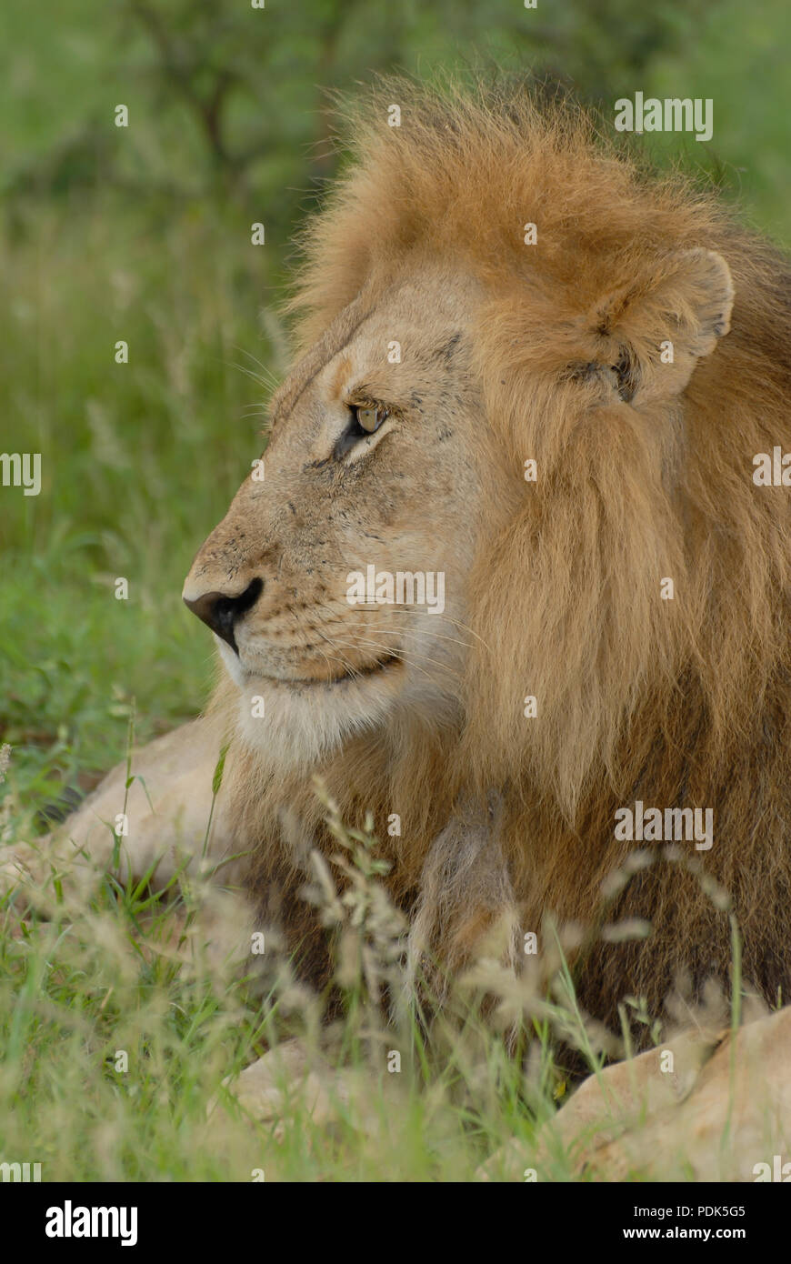 Close up side headshot of male lion lying in grass with large mane, Kurger National Park, South Africa Stock Photo