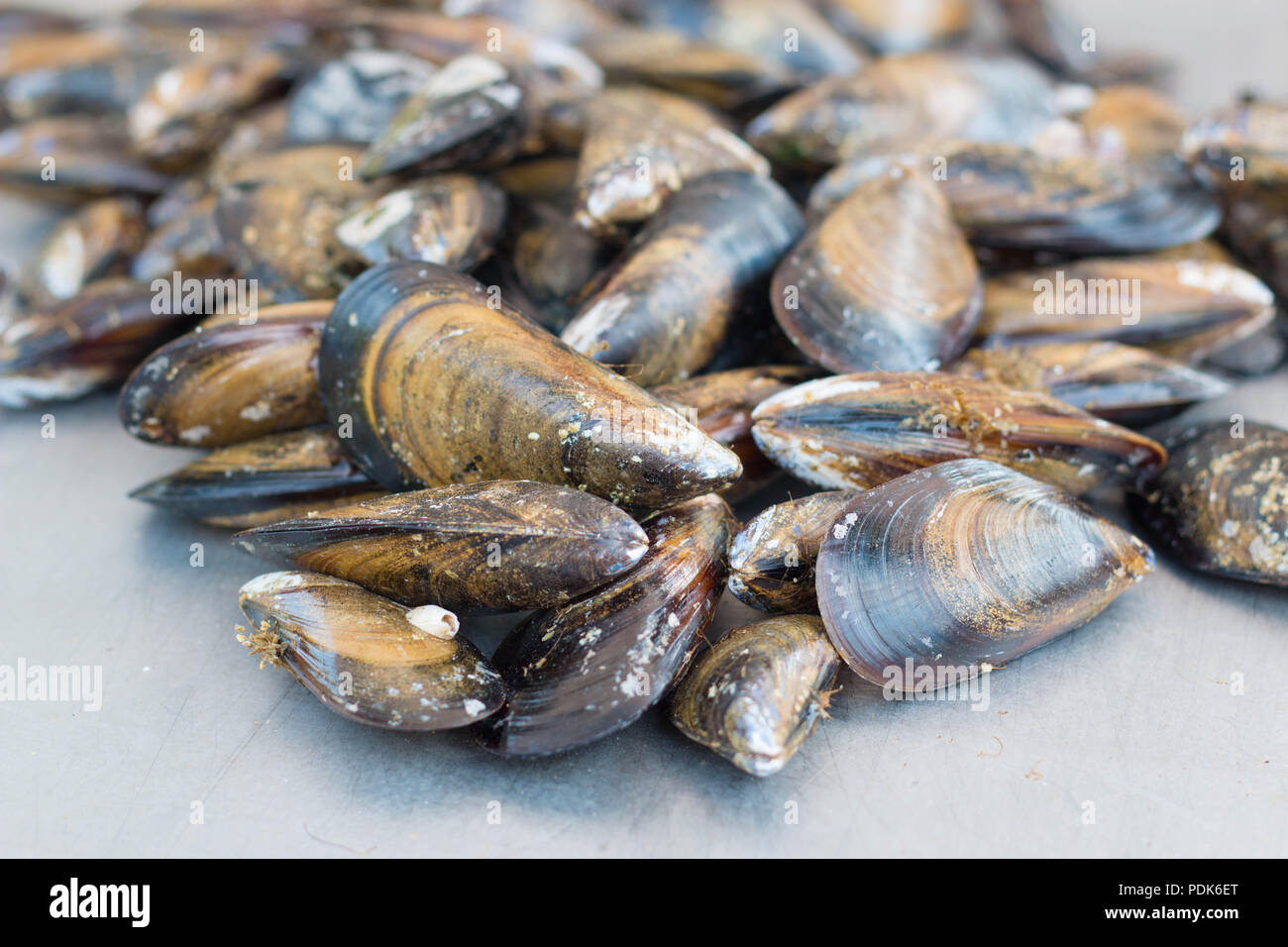 fresh raw mussels close up on gray background. Agde local market, France. Stock Photo