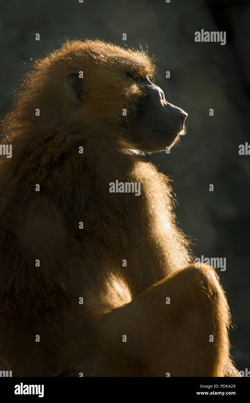 baboon backlit (captive subject) Stock Photo