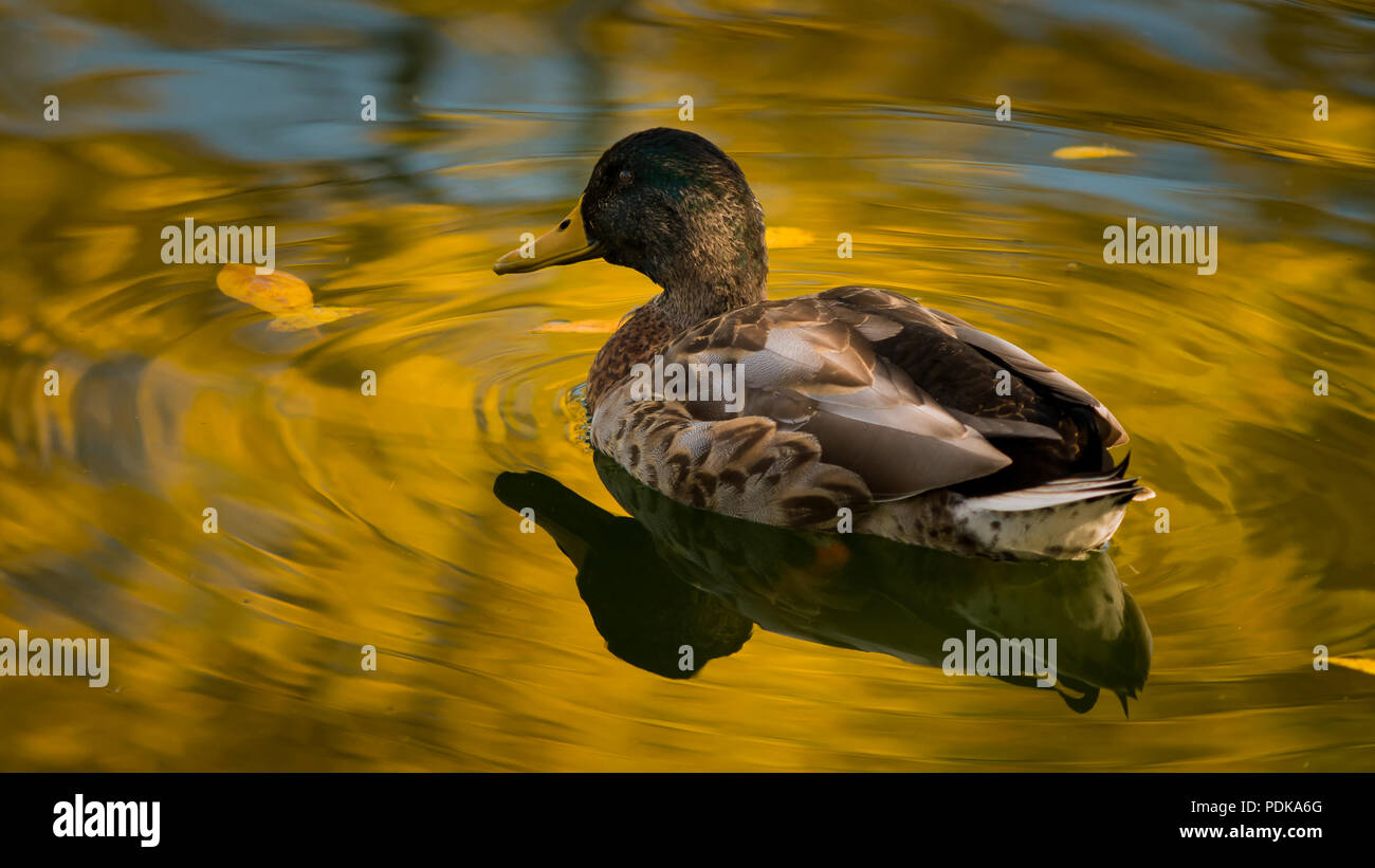 Reflections beaks hi-res stock photography and images - Alamy