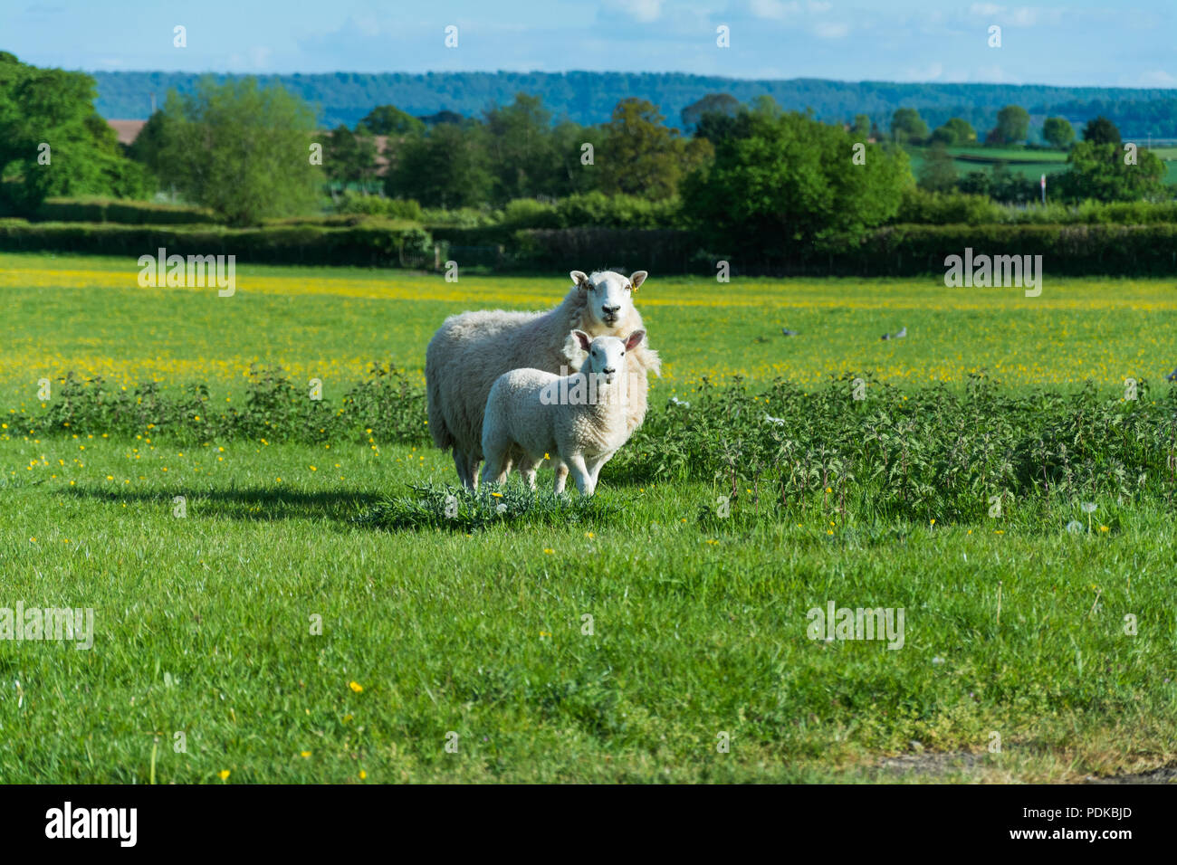 Farm animals uk hires stock photography and images Alamy