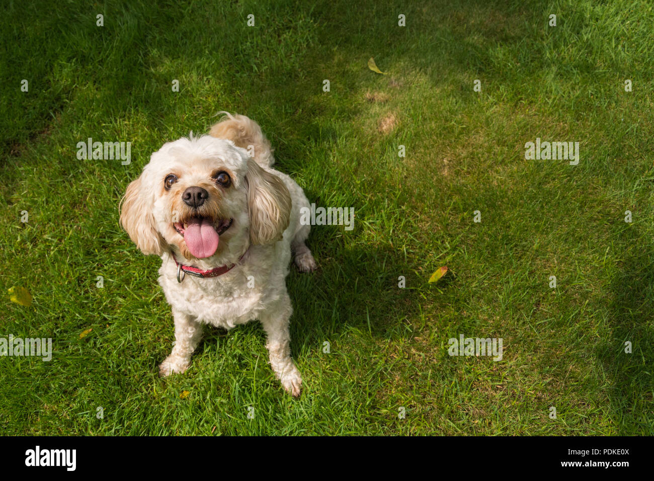 A Cavachon (Canis lupus familiaris) looking up while panting. Stock Photo