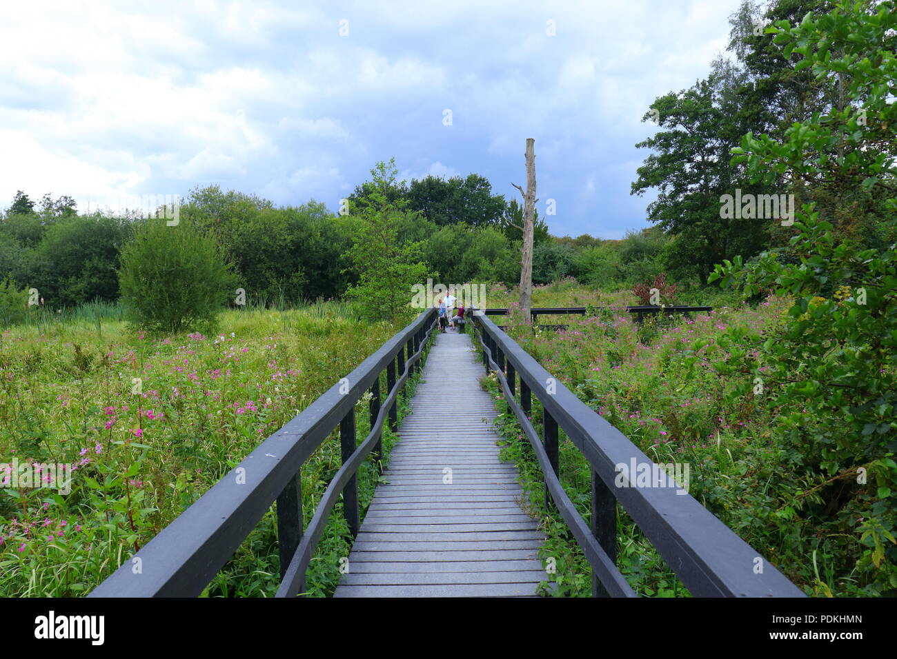 The boardwalk which leads to ponds & bird hides at RSPB Fairburn Ings Nature Reserve Stock Photo