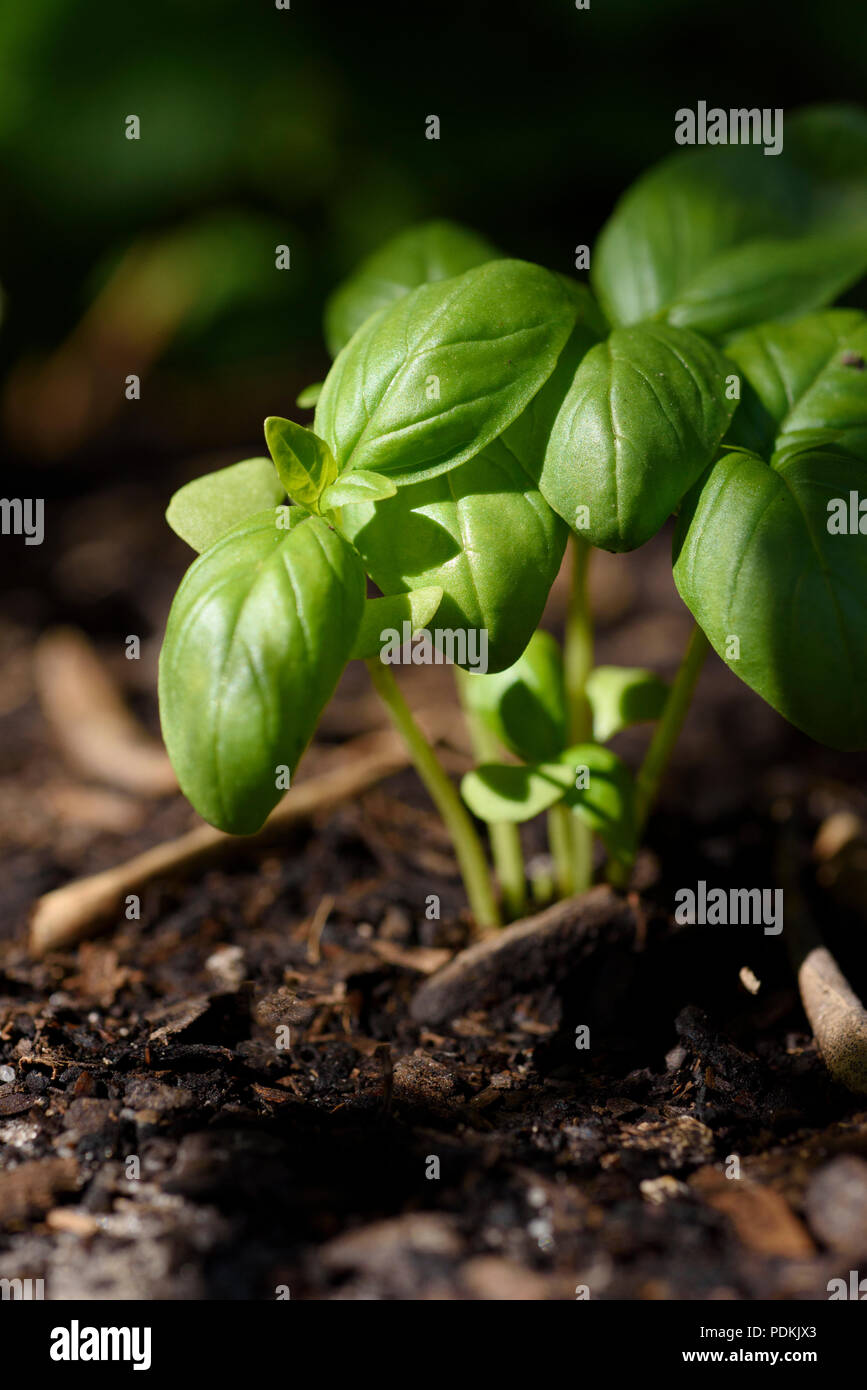 Basil seedling planted in soil in herb garden at early morning in dappled light, close up view