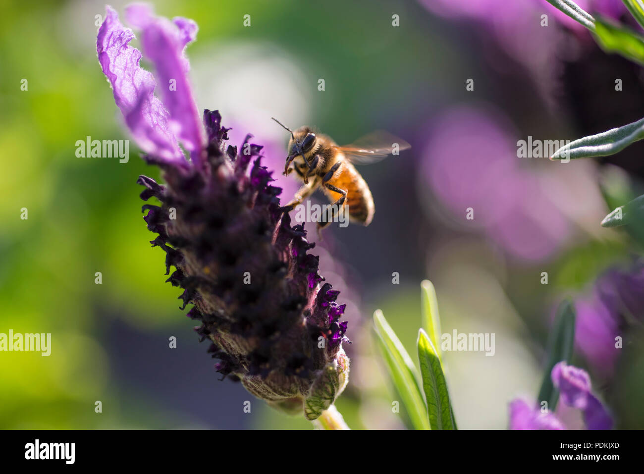 Bee landing on lavender flower, Australia, close up view Stock Photo