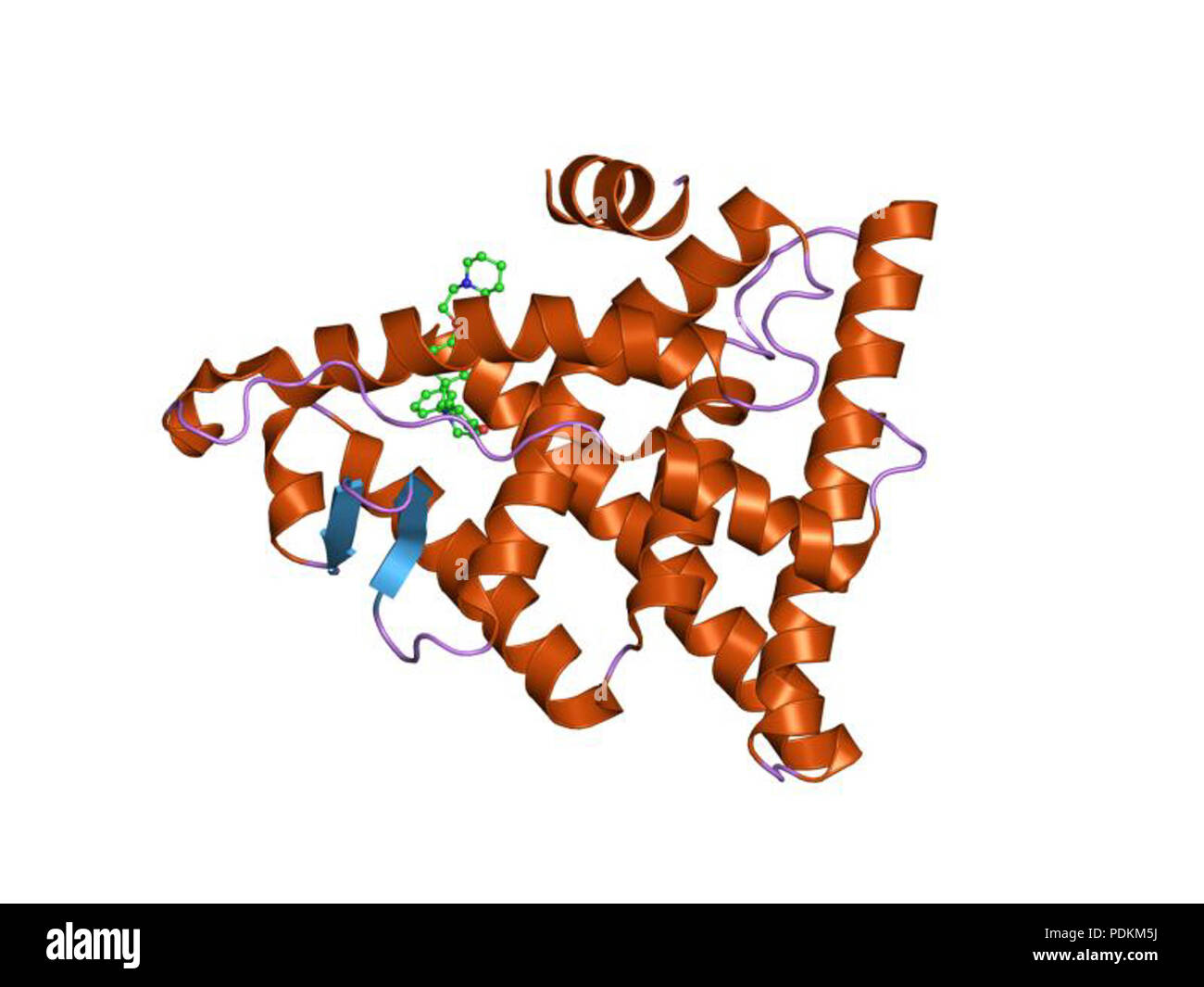 Mycobacterium tuberculosis model hi-res stock photography and images ...