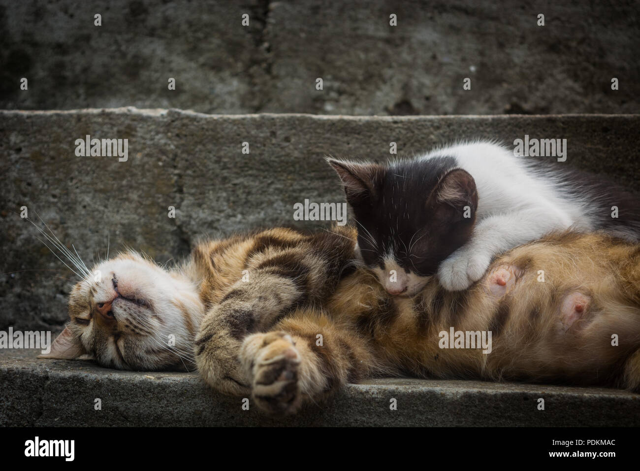 white cat with ginger patches