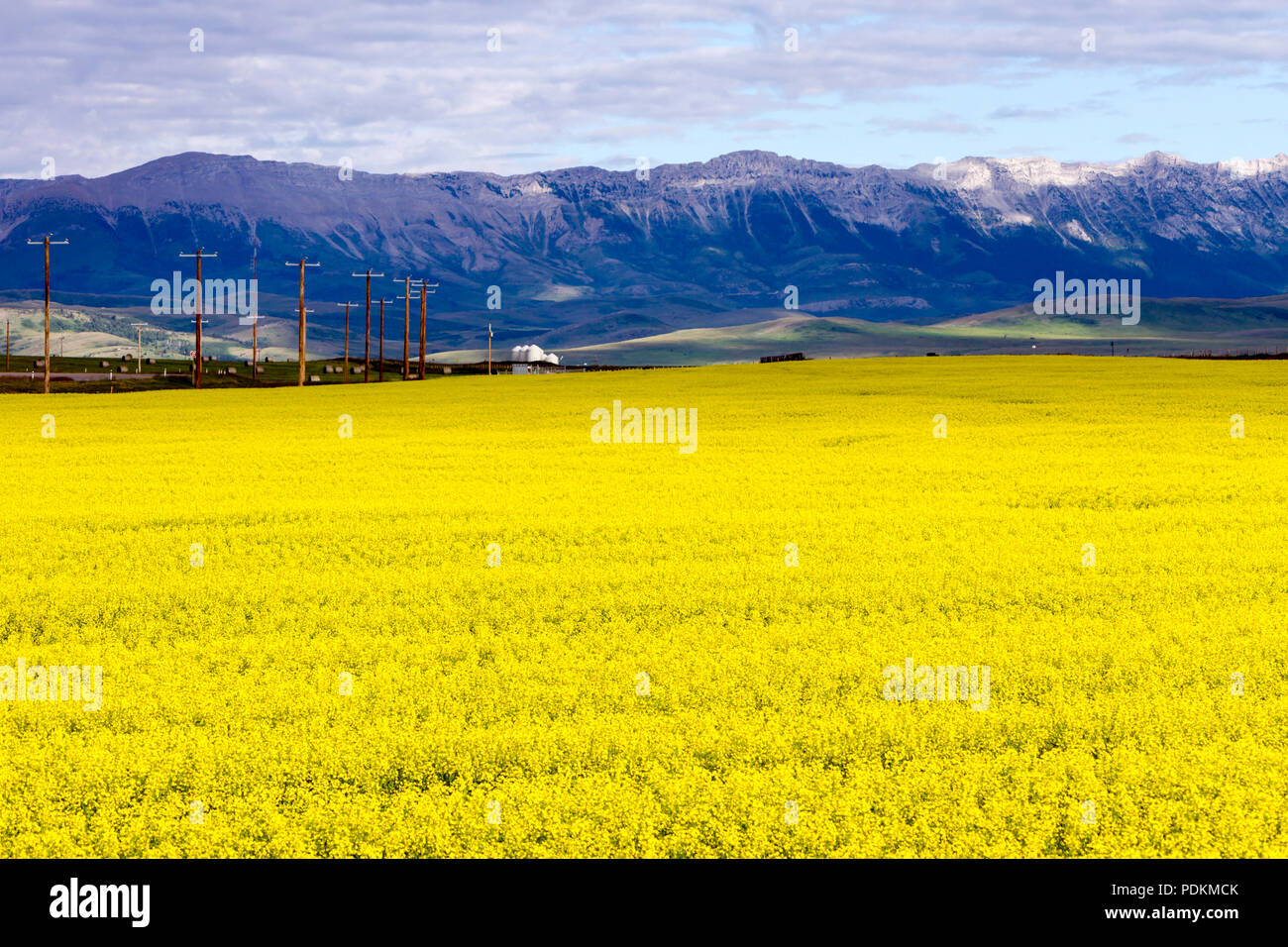 View of a canola field with the Canadian Rockies in the background near Pincher Creek, Alberta, Canada. Stock Photo
