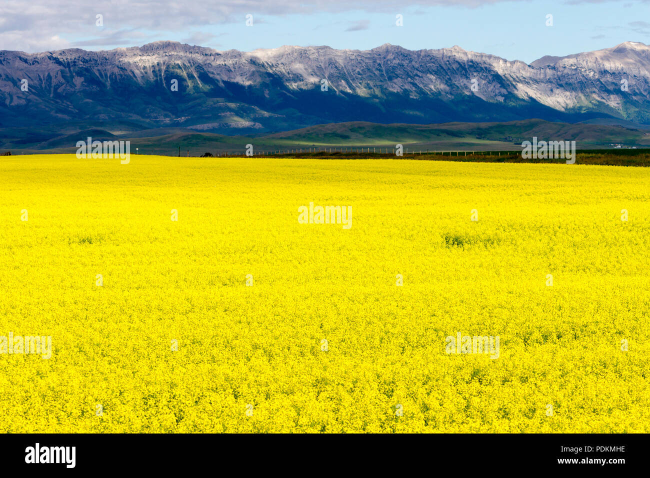 View of a yellow canola field in bloom with the Canadian Rockies in the