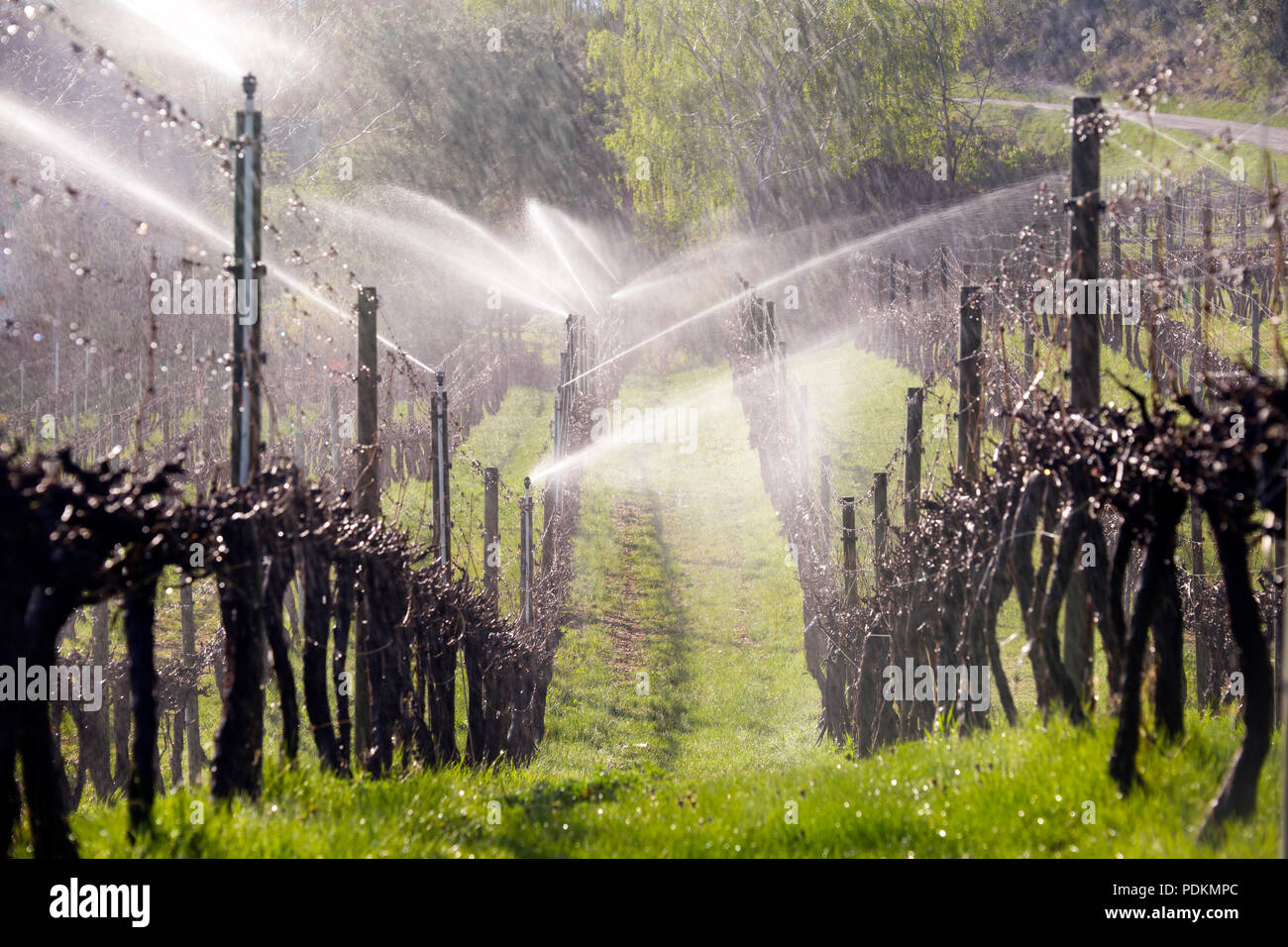 Water irrigation sprinkler spraying water mist on dormant grapevines in the  morning in the Okanagan Valley, British Columbia, Canada Stock Photo - Alamy