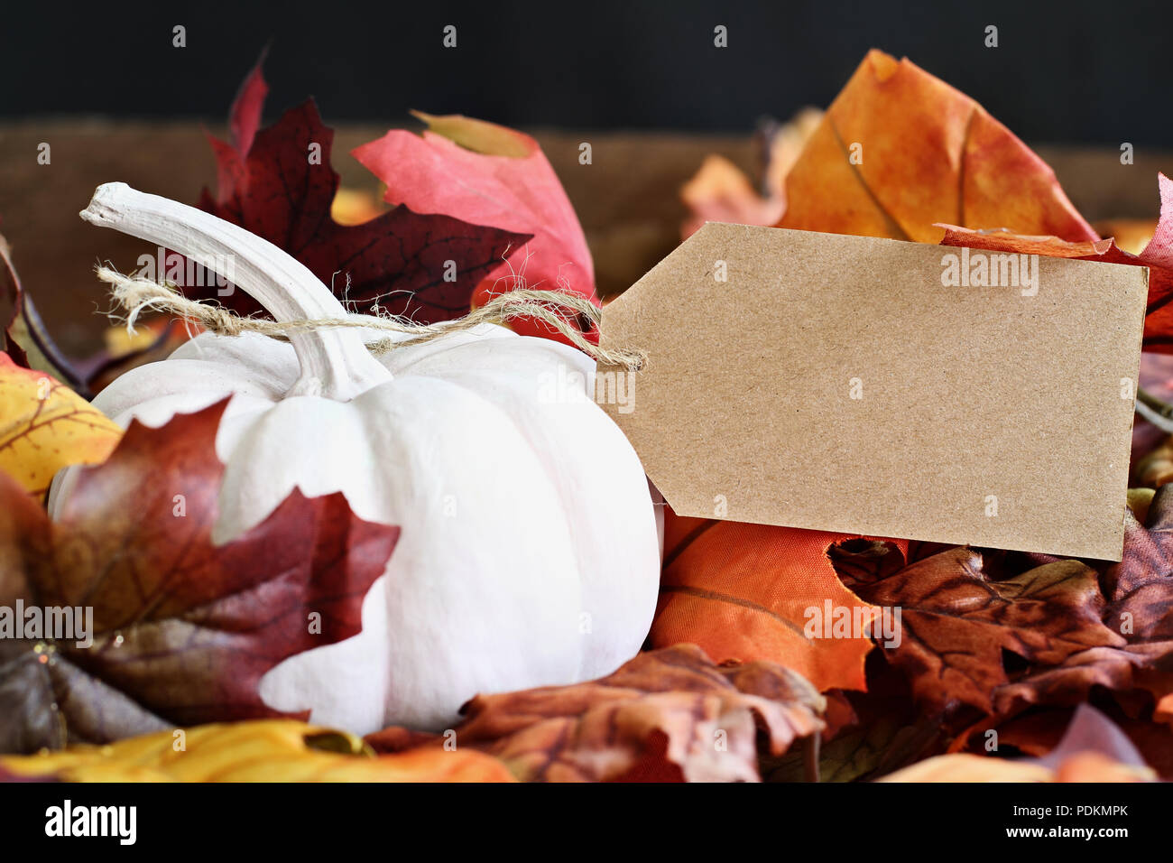 Mini white pumpkin with attached blank card. Free space for text. Stock Photo