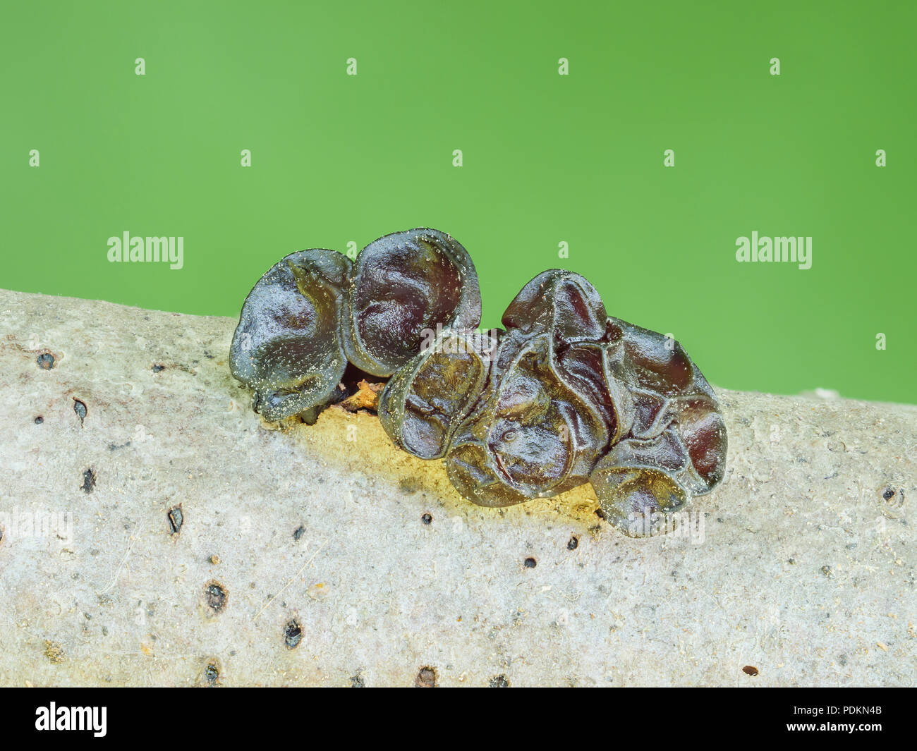 Jelly fungus (Ascotremella faginea) fruiting bodies after drying on a tree branch. Stock Photo