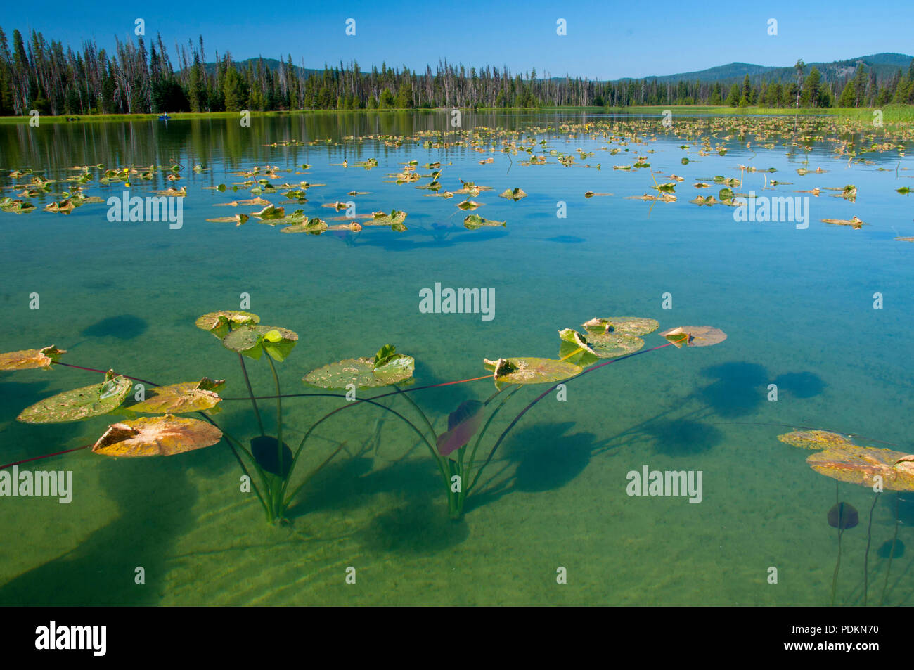 Hosmer Lake lily pads, Cascade Lakes National Scenic Byway, Deschutes National Forest, Oregon