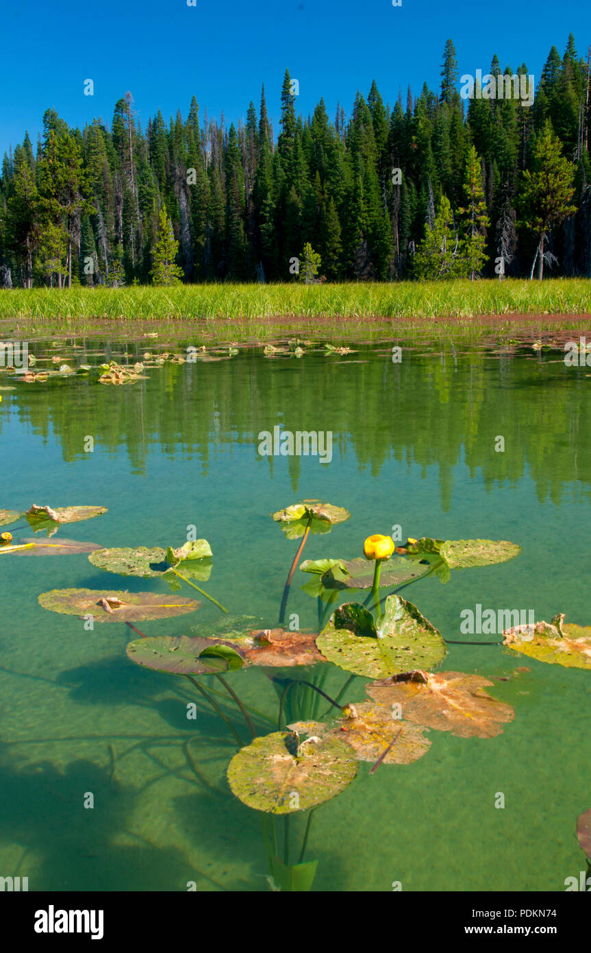 Hosmer Lake lily pads, Cascade Lakes National Scenic Byway, Deschutes National Forest, Oregon