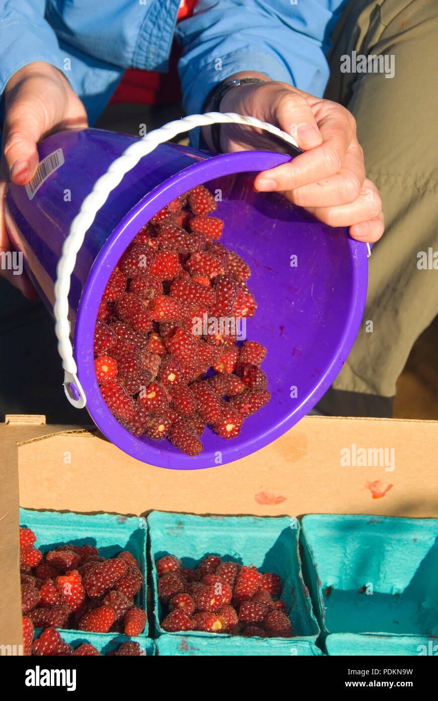 Putting tayberries (mix between raspberry and blackberry) in produce flat, Marion County, Oregon Stock Photo
