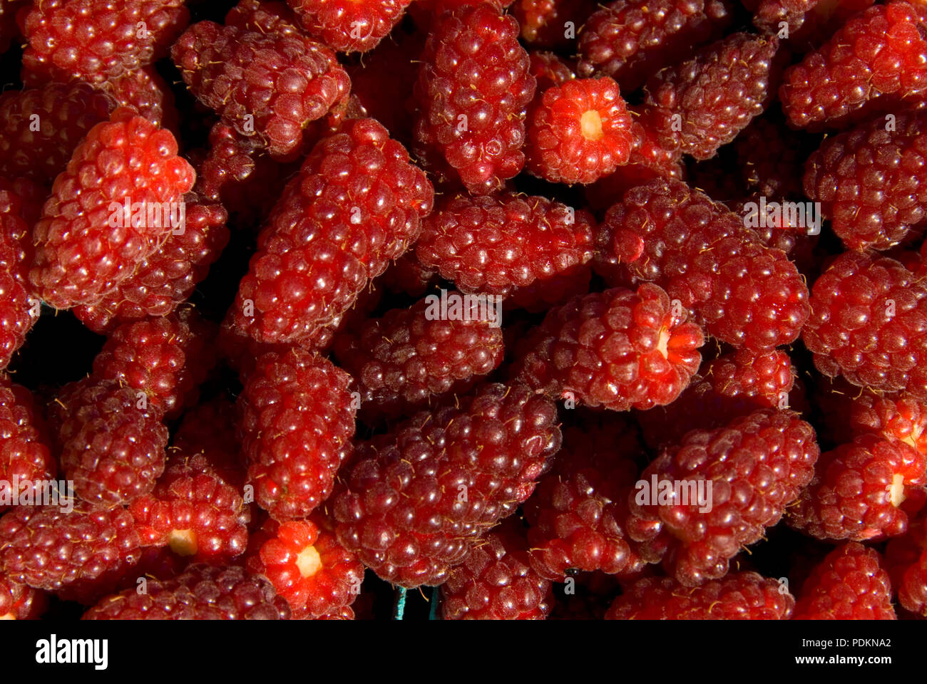 Tayberries (mix between raspberry and blackberry), Marion County, Oregon Stock Photo
