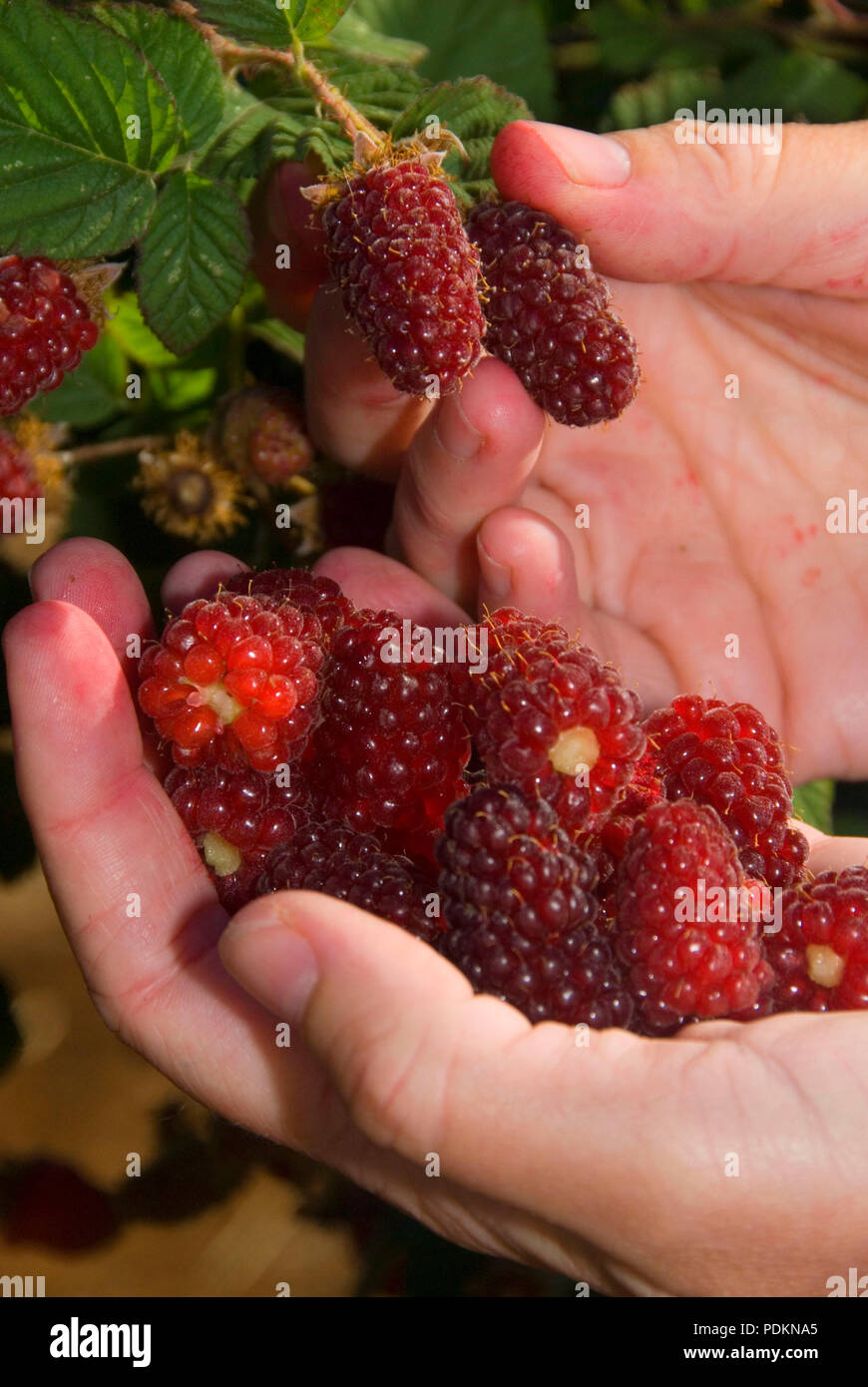 Picking tayberries (mix between raspberry and blackberry), Marion County, Oregon Stock Photo