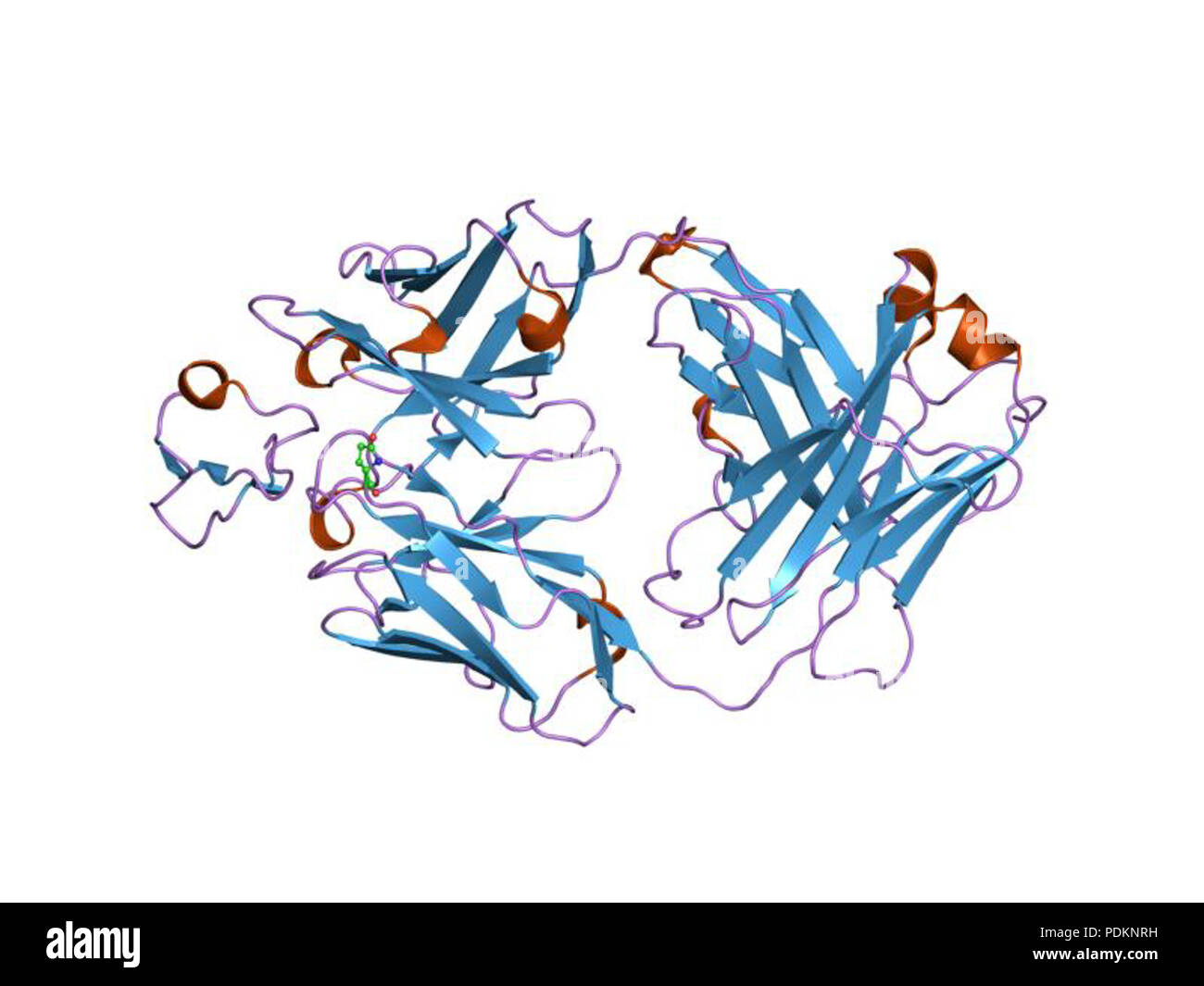 Apical membrane hi-res stock photography and images - Alamy