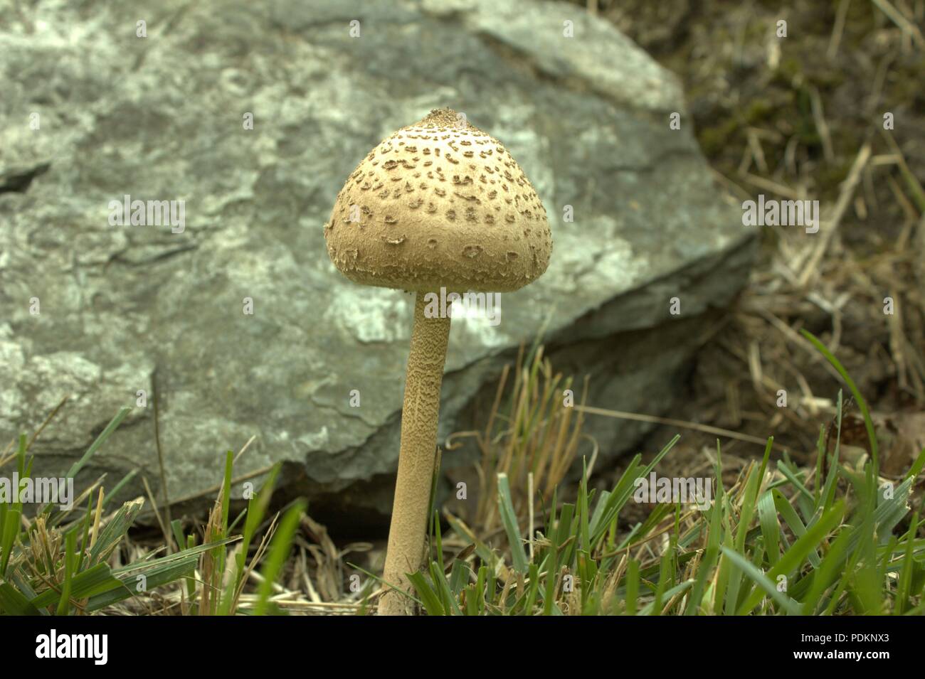 A Mushroom By A Rock Stock Photo - Alamy