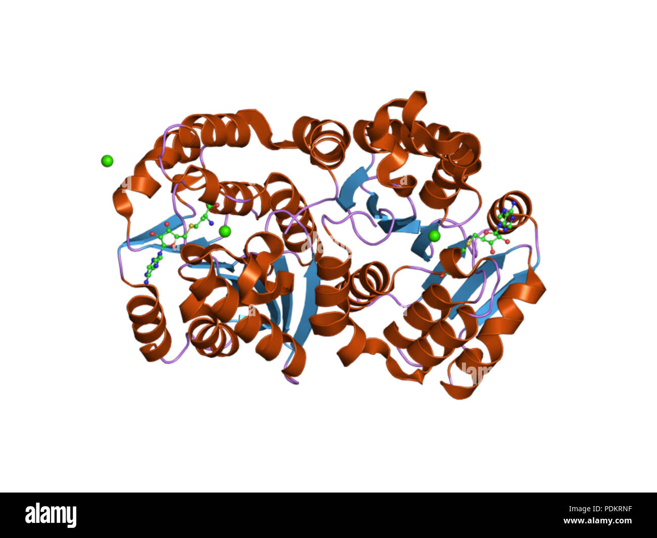 Enzyme mechanisms hi-res stock photography and images - Alamy