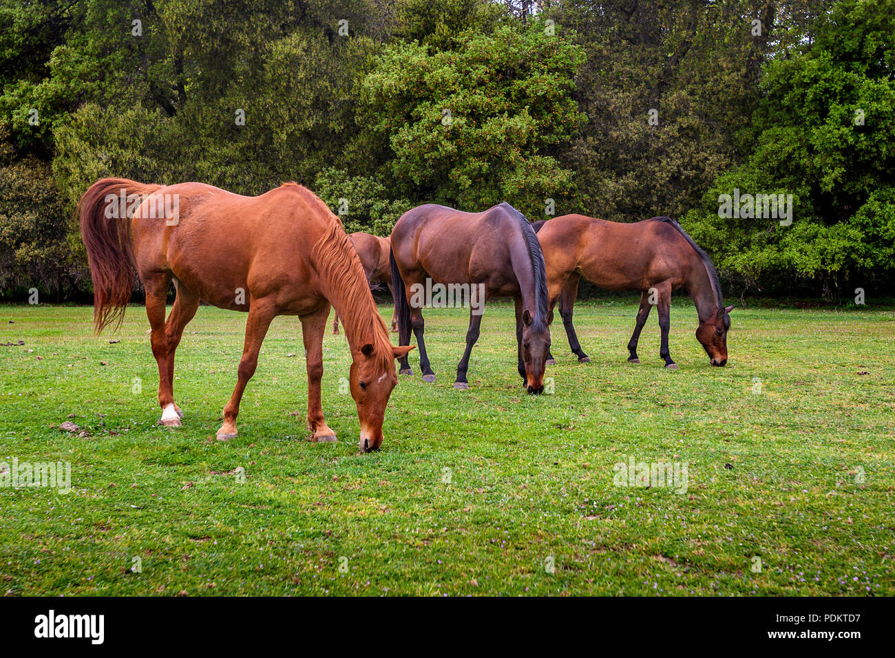 Horses grazing on green grass in a pasture of a horse ranch Stock Photo