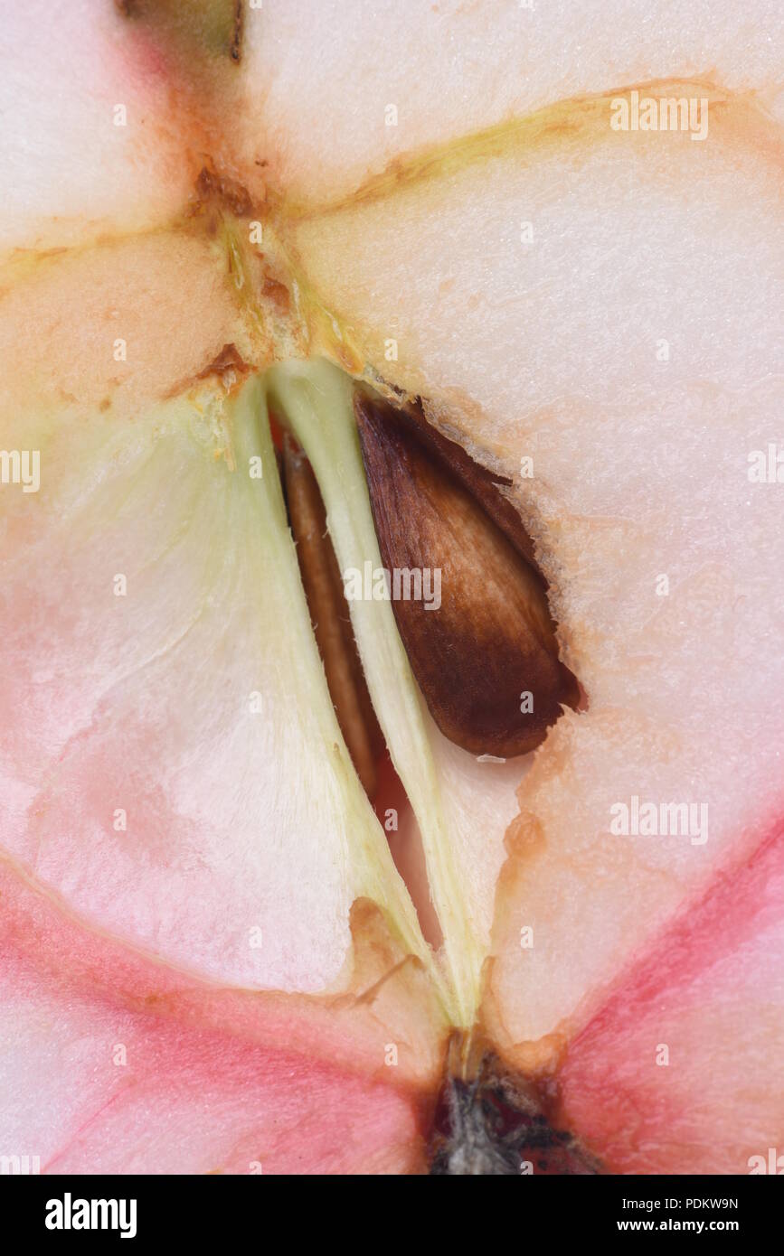 Apple core with seed close-up Stock Photo