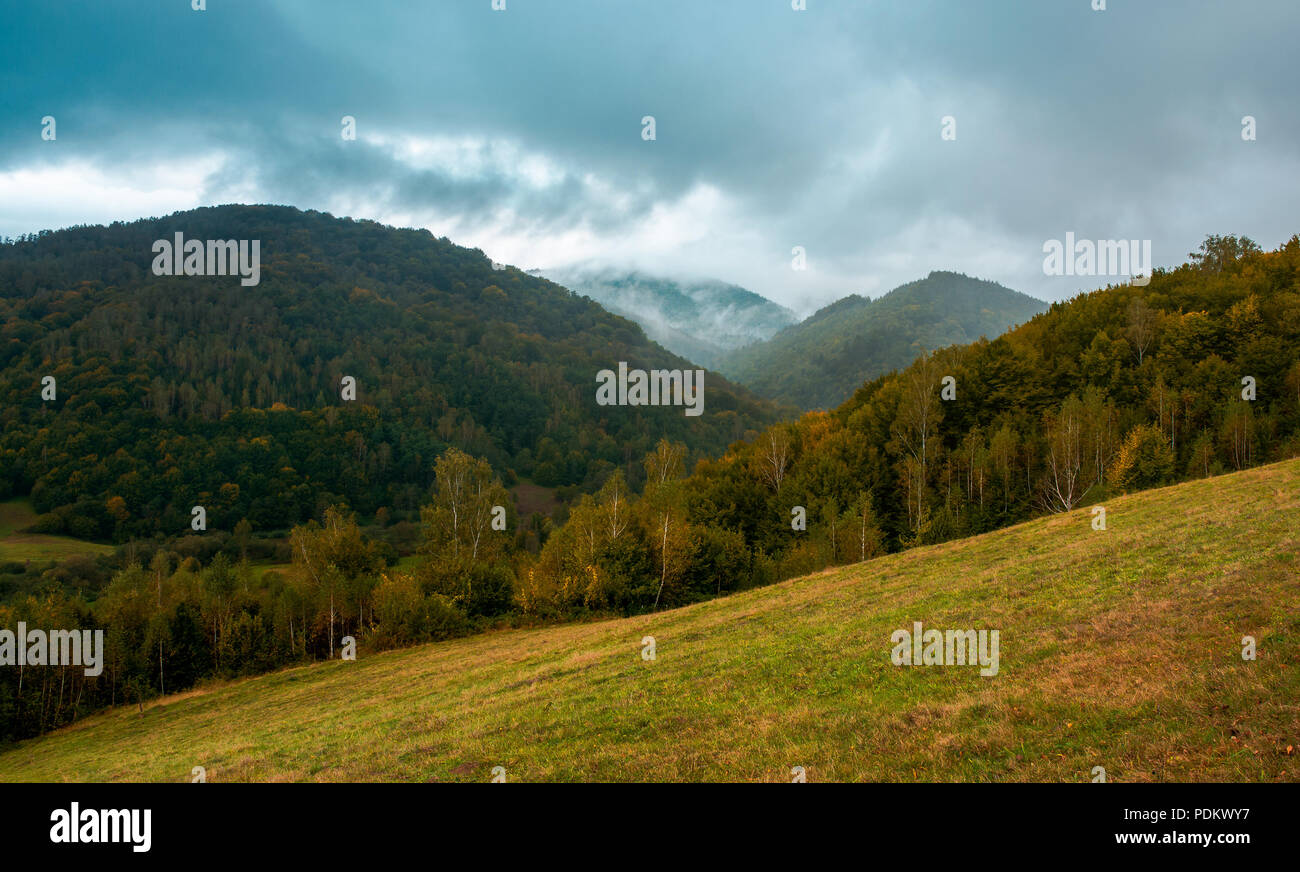 forest on the grassy hillside. moody autumn landscape in mountain. cloudy and foggy morning. trendy turquoise color toning Stock Photo