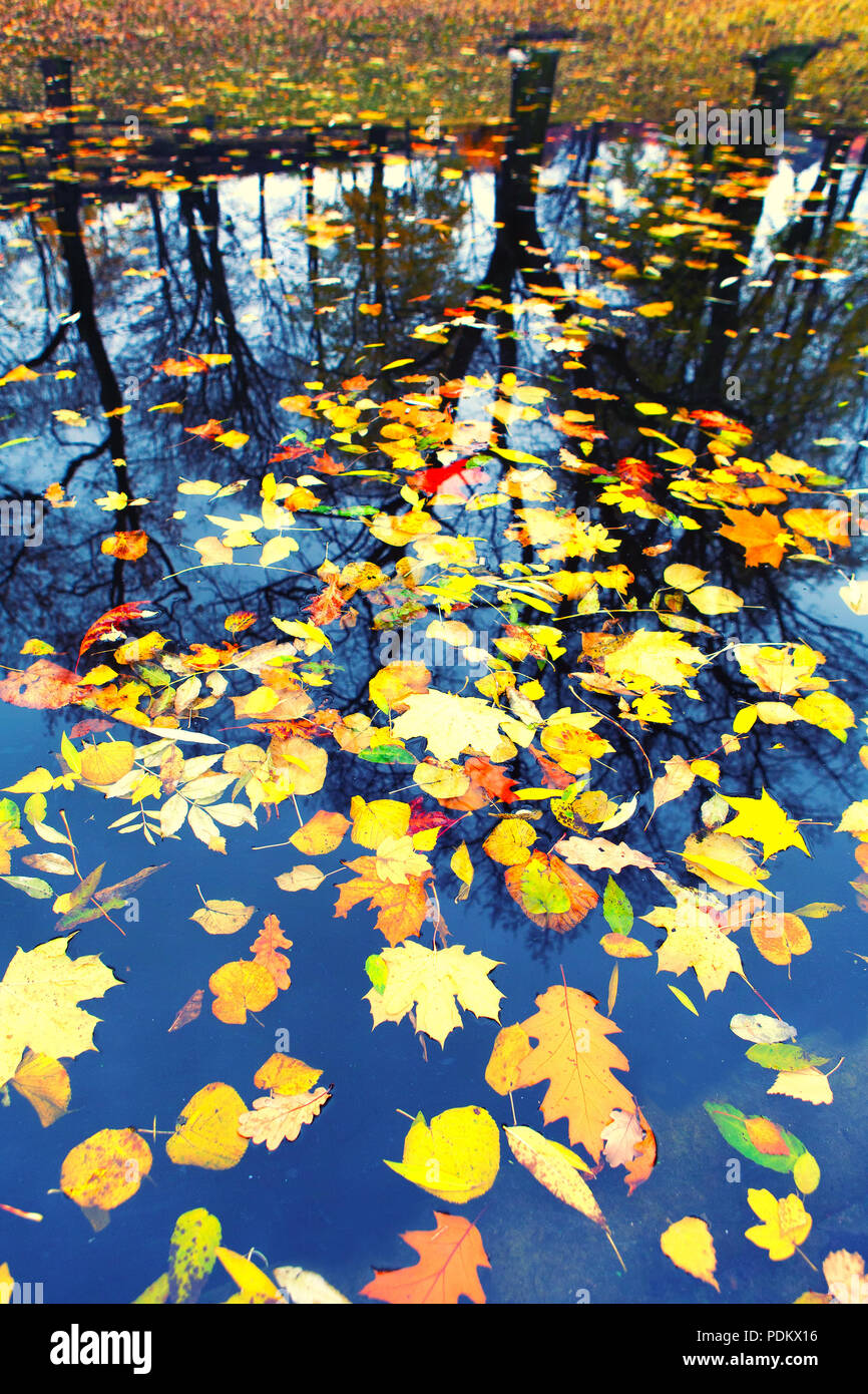 Autumn leaves floating in water on reflection silhouettes of trees on the shore Stock Photo
