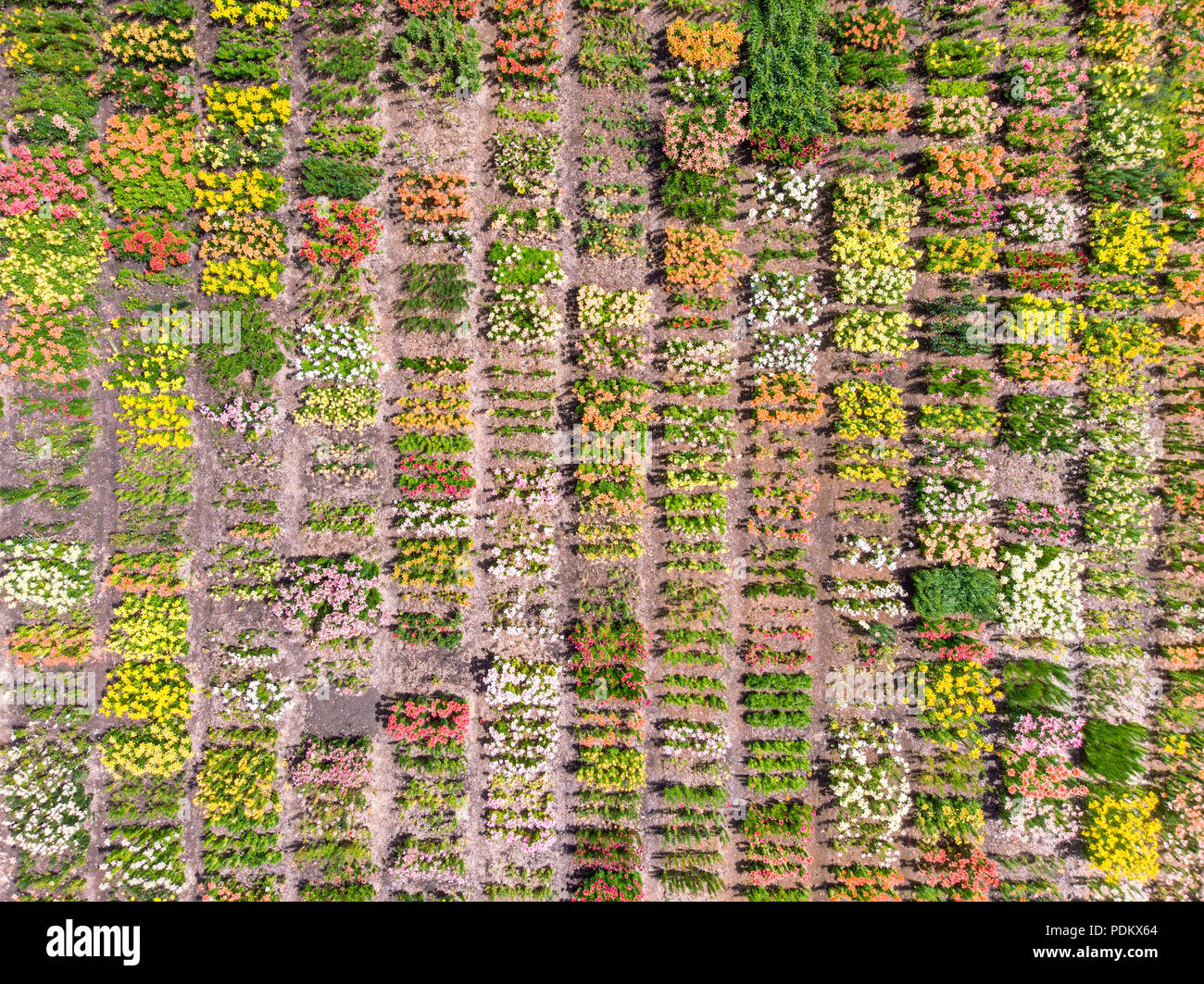 Pattern summer birds hi-res stock photography and images - Alamy